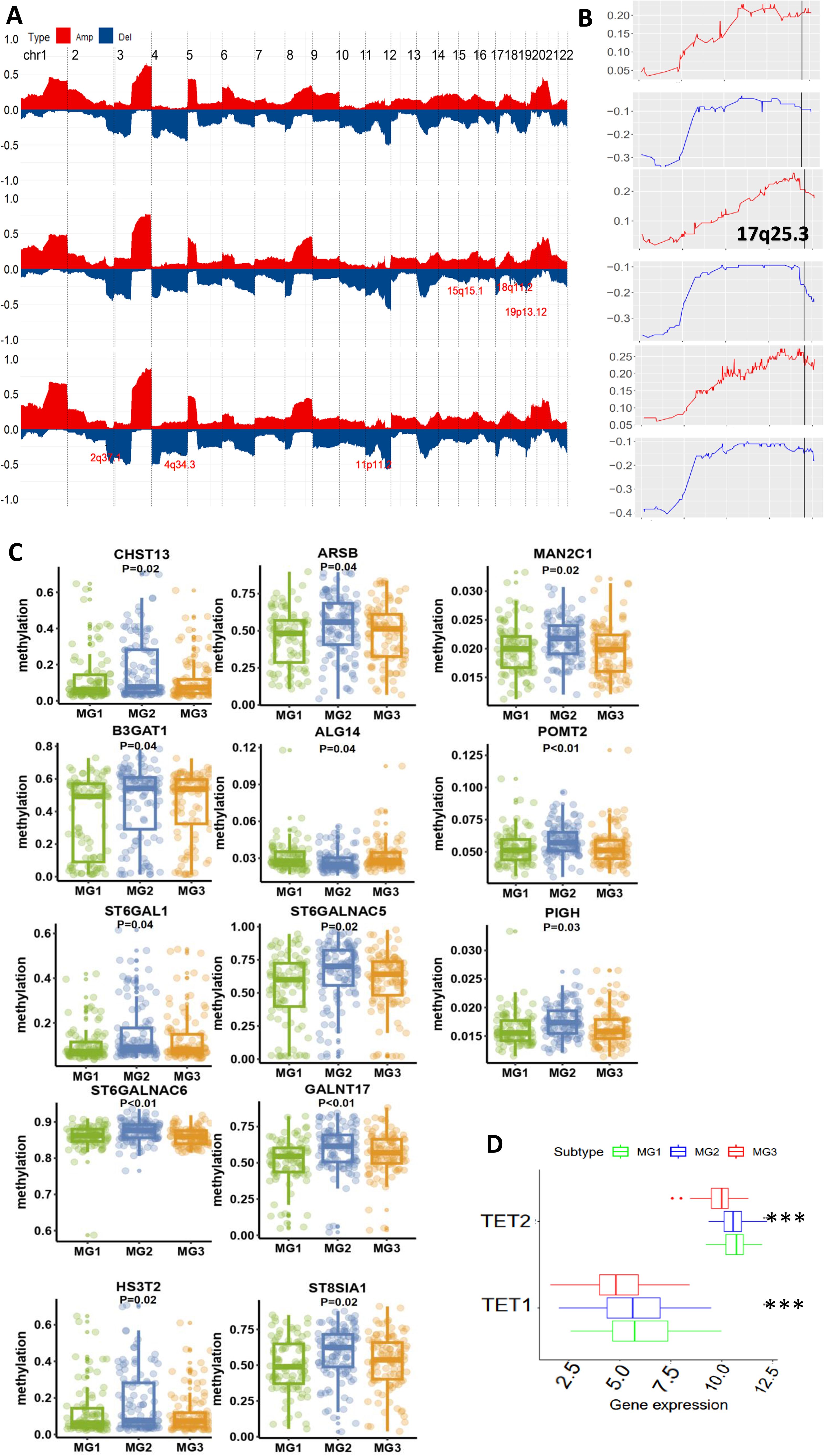 Composite image with four panels depicting genetic data. Panel A shows three bar graphs of chromosomal alterations with amplification and deletion peaks. Panel B includes three line graphs of genetic data on a chromosomal location, marked “17q25.3.” Panel C consists of 12 box plots showing methylation levels for different genes labeled with significant P-values across subtypes MG1, MG2, and MG3. Panel D contains box plots of gene expression for TET2 and TET1 across the same subtypes, with significant differences indicated by asterisks.