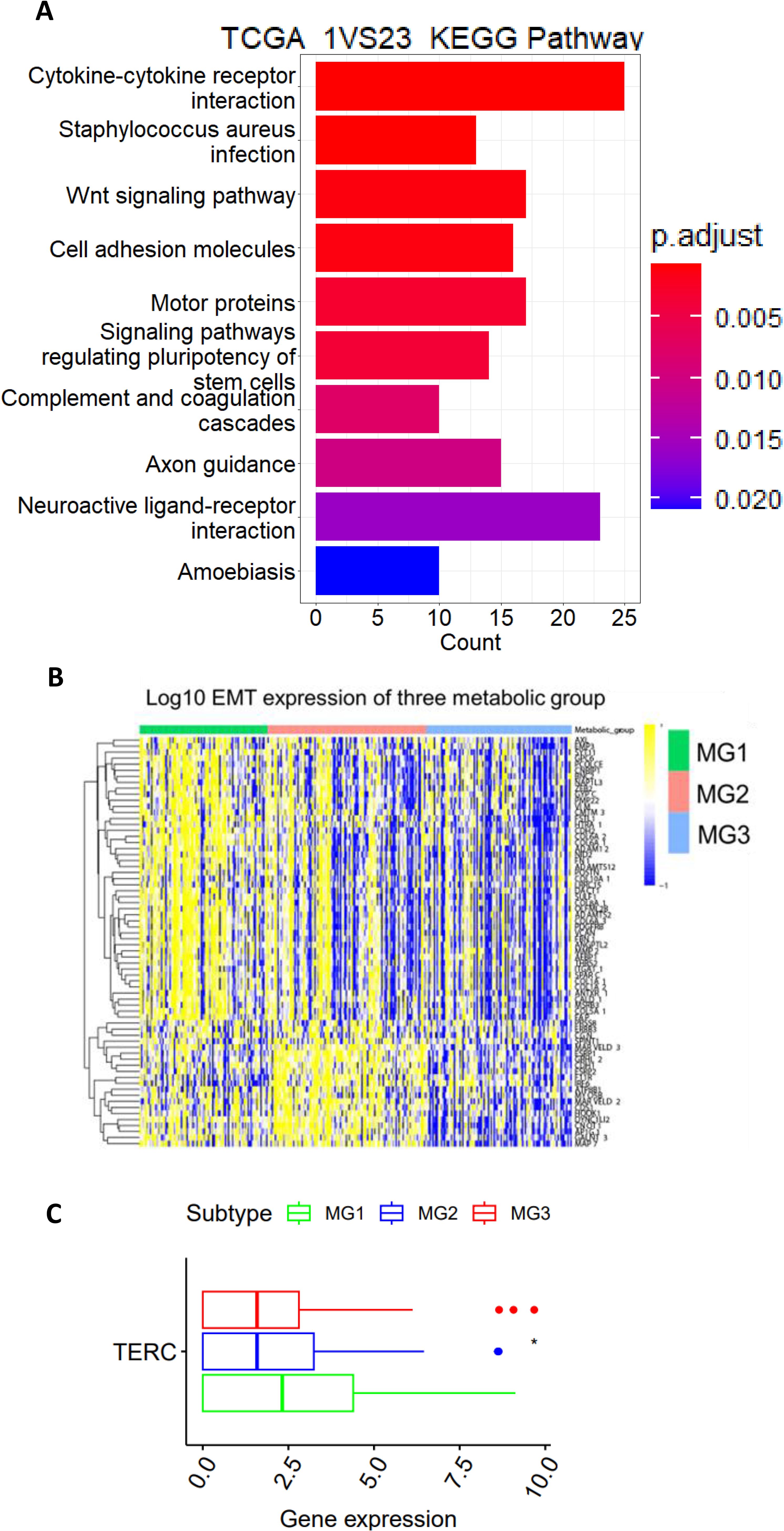 A composite image with three panels: Panel A shows a bar graph of KEGG pathway analyses with pathways on the y-axis and counts on the x-axis. Color gradient represents p-values. Panel B displays a heatmap of Log10 EMT expression across three metabolic groups (MG1, MG2, MG3), with a dendrogram on the left. Panel C features a box plot of TERC gene expression for three subtypes, MG1 (green), MG2 (blue), and MG3 (red), on the x-axis.