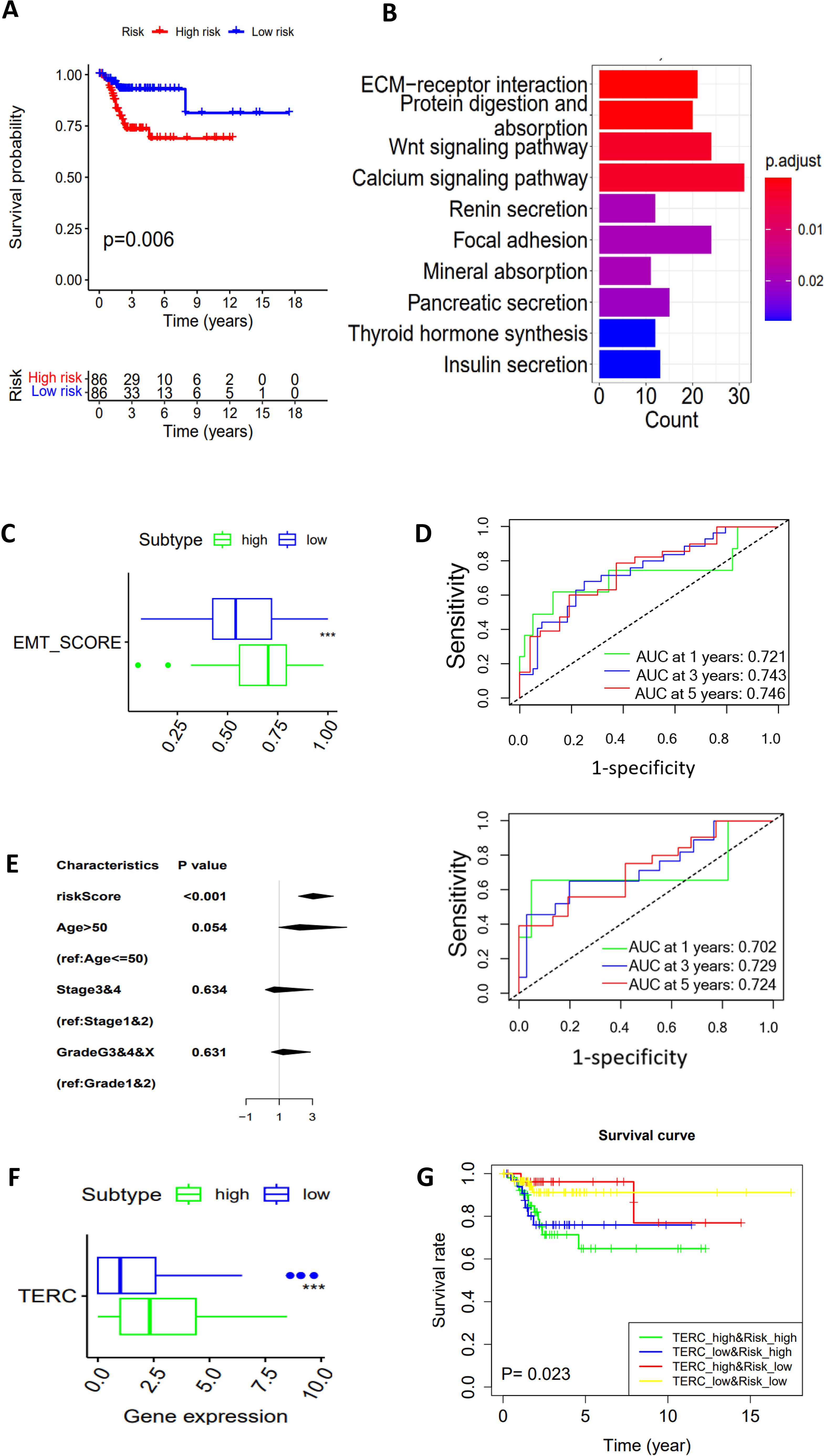 A series of graphs and plots: A. Kaplan-Meier survival curve shows significant differences between high and low-risk groups with a p-value of 0.006. B. Bar chart of pathways shows different counts, with ECM-receptor interaction having the highest count. C. Box plot compares EMT scores by subtype, showing variation between high and low groups. D. Two ROC curves with AUCs for 1, 3, and 5 years, demonstrating predictive accuracy. E. A plot showing the significance of various characteristics, with riskScore having a p-value less than 0.001. F. Box plot of TERC gene expression based on subtype, highlighting significant differences. G. Survival curve by TERC and risk groups with a p-value of 0.023.