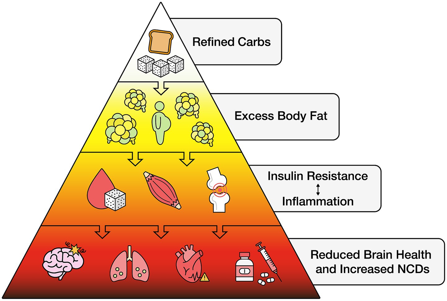 Pyramid diagram illustrating the progression from refined carbohydrates at the top, causing excess body fat. This leads to insulin resistance and inflammation, culminating in reduced brain health and increased non-communicable diseases. Visual elements include bread, sugar cubes, body fat, and symbols for health issues like cardiovascular problems and medication.