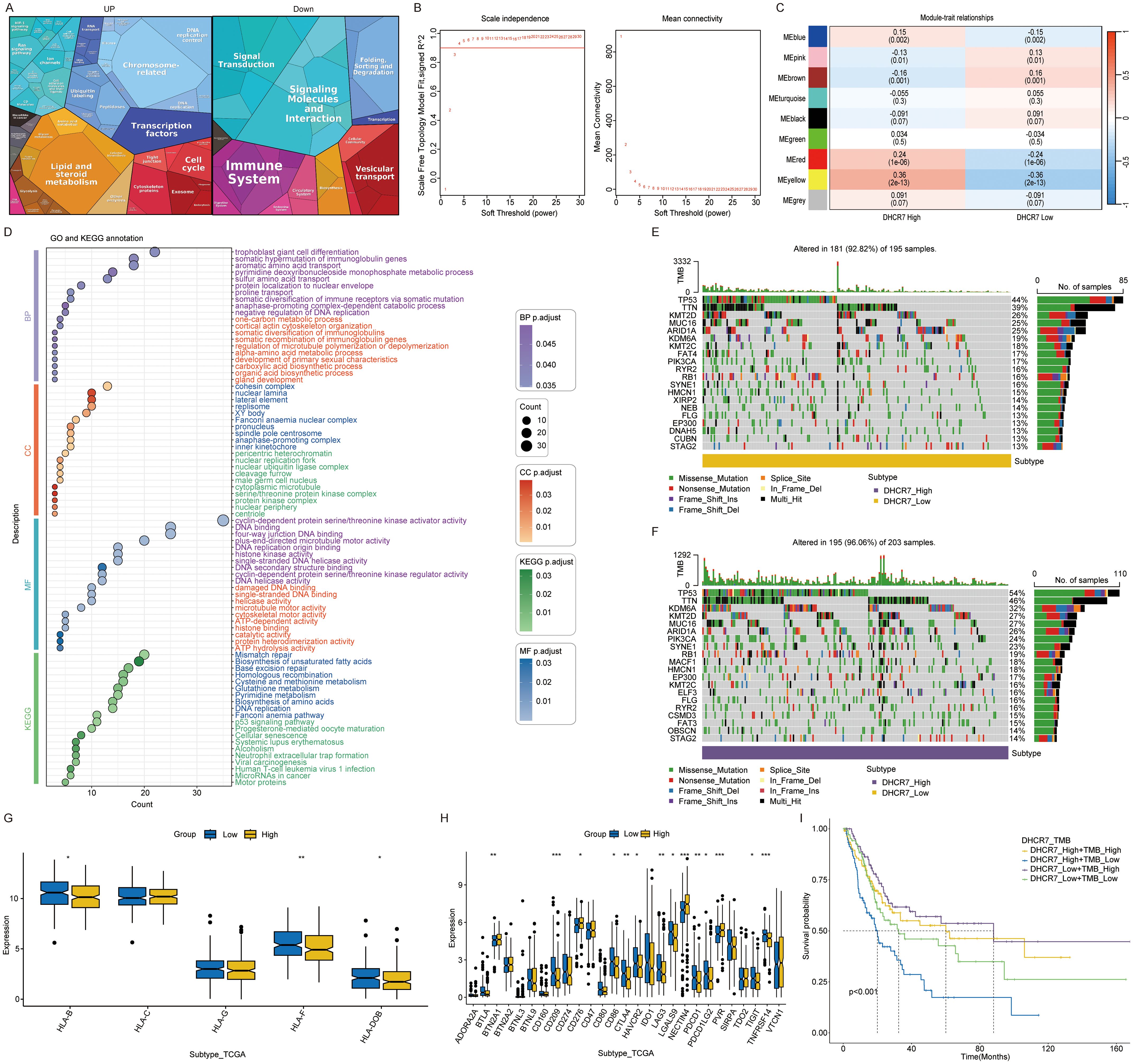 This composite image contains multiple panels. Panel A shows a colorful tree map categorizing biological functions related to the immune system. Panel B features two line graphs of scale independence and mean connectivity versus soft threshold. Panel C displays a heatmap of module-trait relationships. Panel D presents a bubble chart for GO and KEGG annotation with varying colors and sizes indicating significance. Panels E and F depict bar graphs of mutation data in samples. Panel G shows box plots of gene expression across subtypes. Panel H is another series of box plots for comparison of gene expression levels. The final panel displays a Kaplan-Meier survival curve.