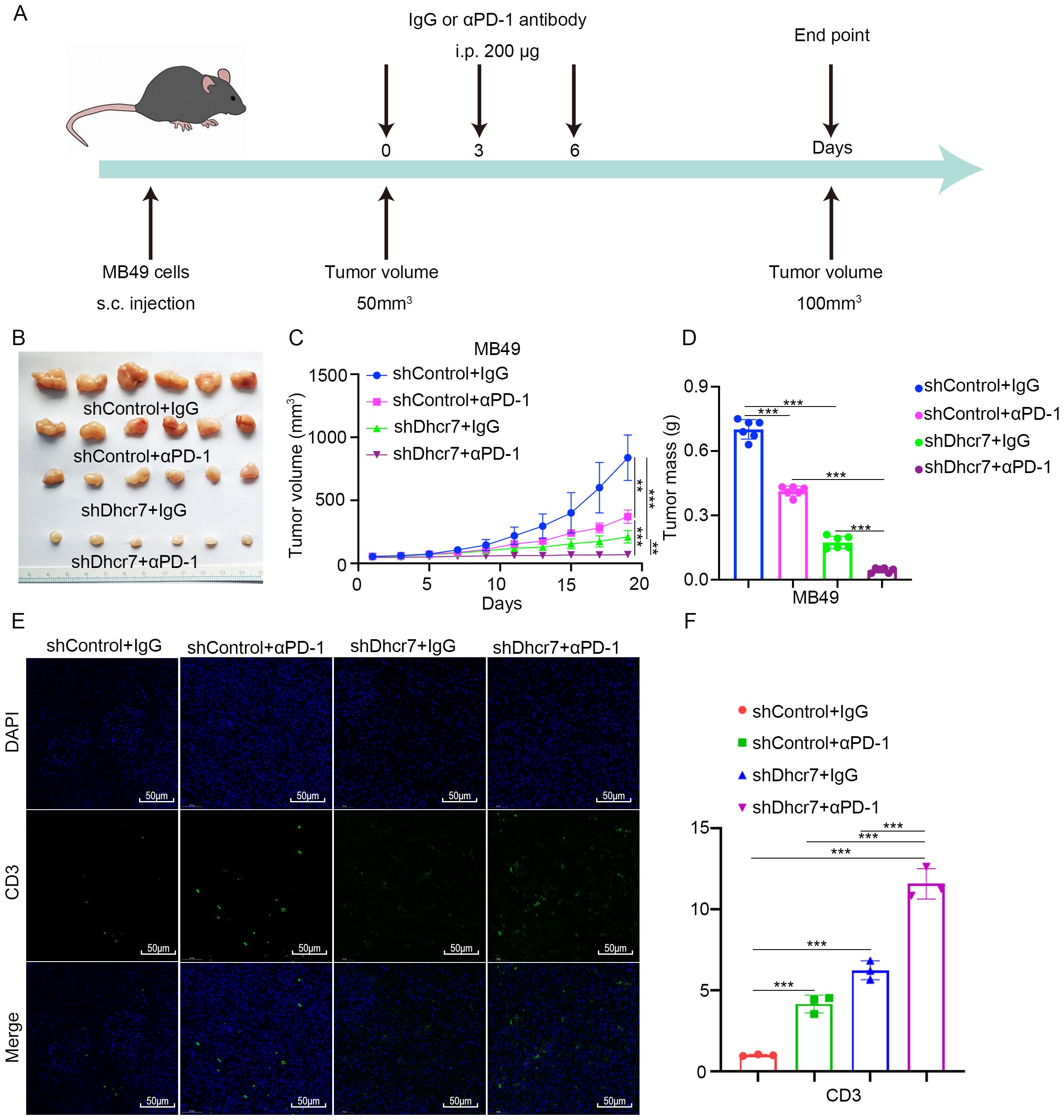 Schematic diagram and data on tumor progression and immune response in a study involving MB49 cells and immunotherapy. (A) Timeline of antibody administration and tumor volume measurement. (B) Tumor samples from different treatment groups. (C) Graph showing tumor volume over time with various treatments. (D) Bar graph comparing tumor mass across treatments. (E) Immunofluorescence images showing DAPI and CD3 staining. (F) Bar graph illustrating CD3 expression levels. Treatments include shControl+IgG, shControl+αPD-1, shDhcr7+IgG, and shDhcr7+αPD-1, with significant differences noted.