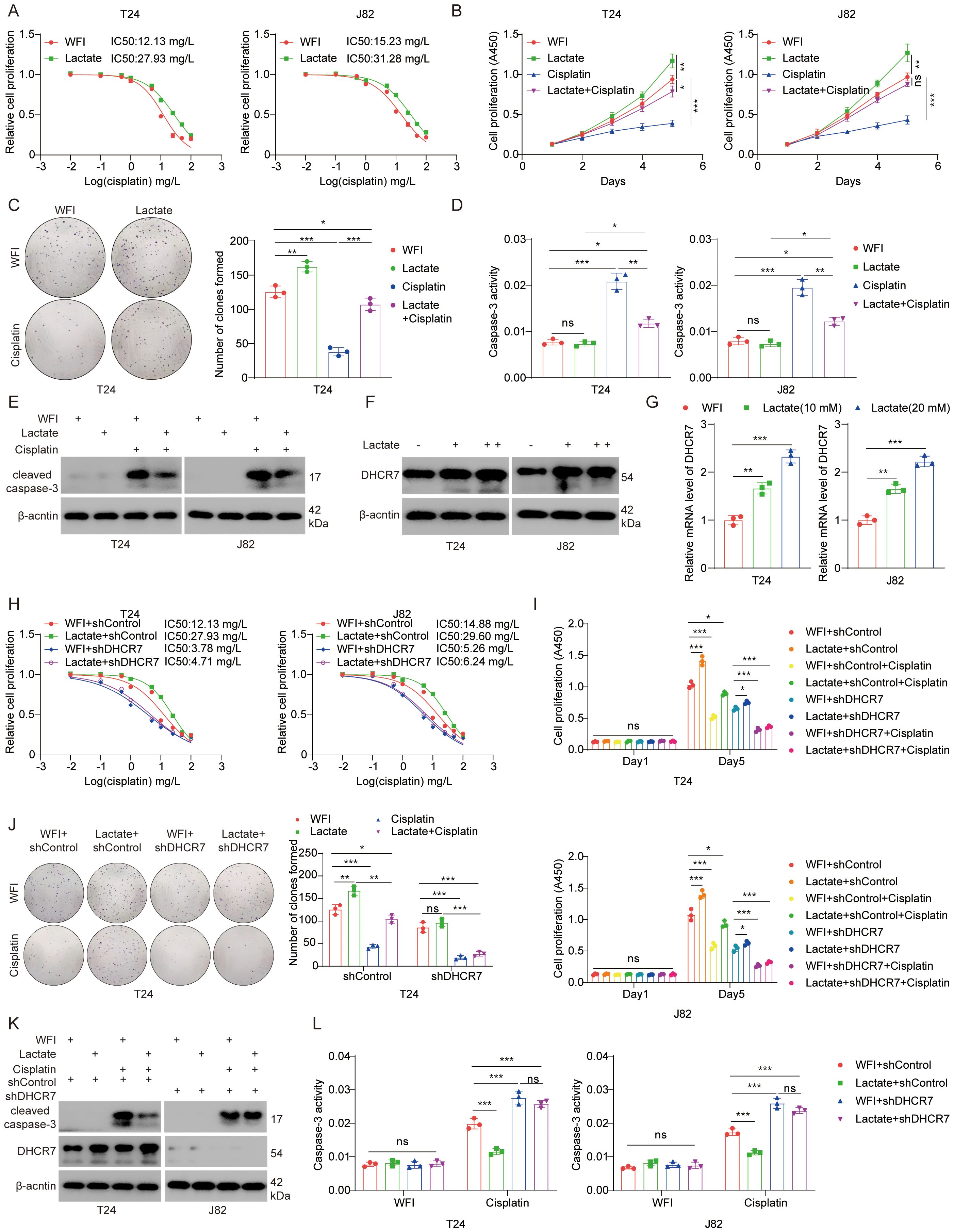 The image contains multiple panels depicting experimental data on cell proliferation, caspase-3 activity, colony formation, protein expression, and mRNA levels. Panels A and H show dose-response curves for different treatments in T24 and J82 cells. Panel B and I illustrate cell proliferation over time with various treatments. Panel C and J present images and graphs of colony formation assays. Panel D and L depict caspase-3 activity in treated cells. Panels E, F, and K show Western blots for protein expression. Panel G presents bar graphs of mRNA levels. Statistical significance is indicated with asterisks.