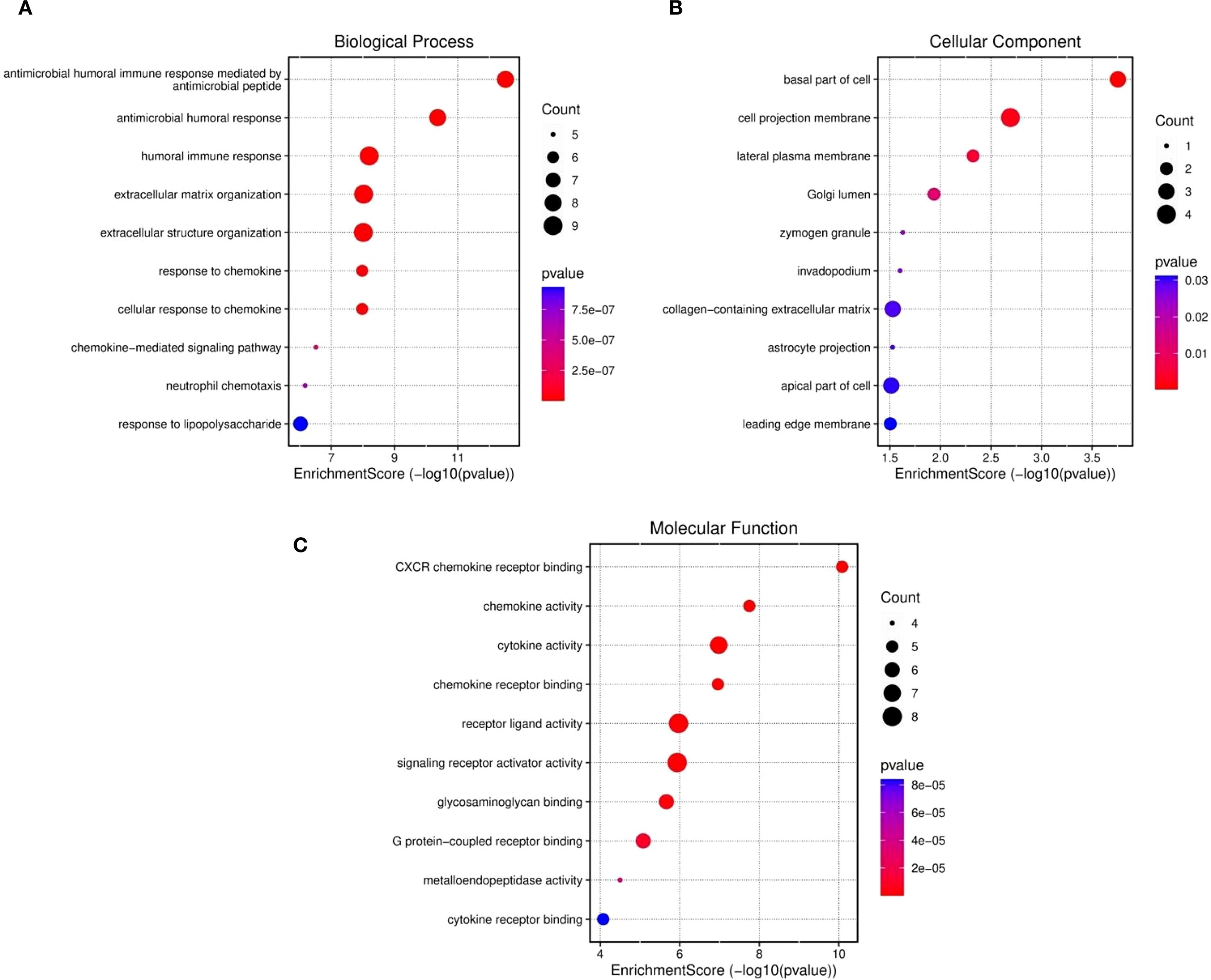 Three dot plots showing enriched gene ontology terms. Panel A depicts biological processes, highlighting terms like “antimicrobial humoral immune response” with varying enrichment scores and p-values. Panel B focuses on cellular components, such as “basal part of cell” with distinct enrichment levels. Panel C shows molecular functions, featuring terms like “CXCR chemokine receptor binding.” Larger dots indicate higher counts, with color gradients representing p-value significance.