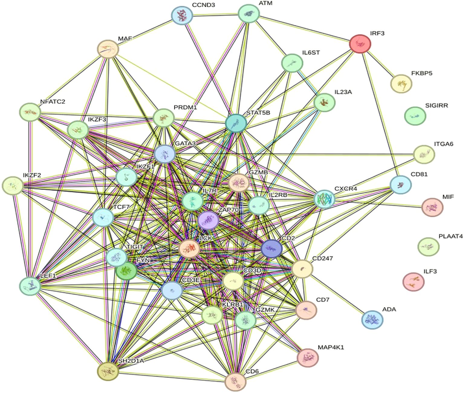 Network diagram displaying protein interactions, with nodes representing proteins and lines indicating interactions. Proteins are labeled with abbreviations like “IRF3” and “CD247” and are color-coded by functional groups.