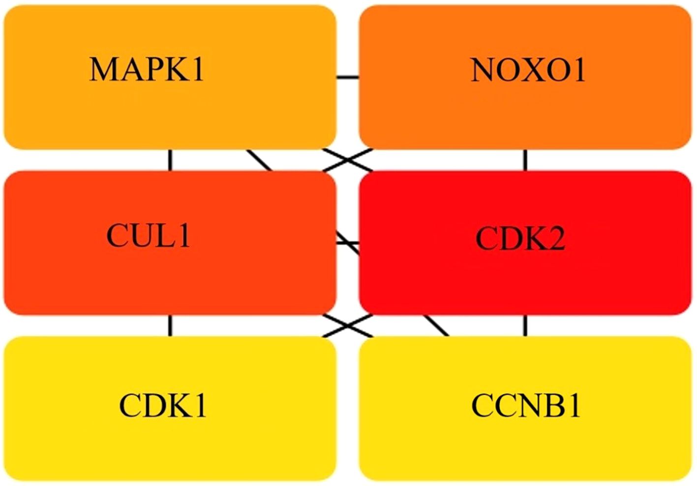 Flowchart with rectangular nodes representing interactions between components. Top row: MAPK1 and NOXO1; middle row: CUL1 and CDK2; bottom row: CDK1 and CCNB1. Lines connect nodes.
