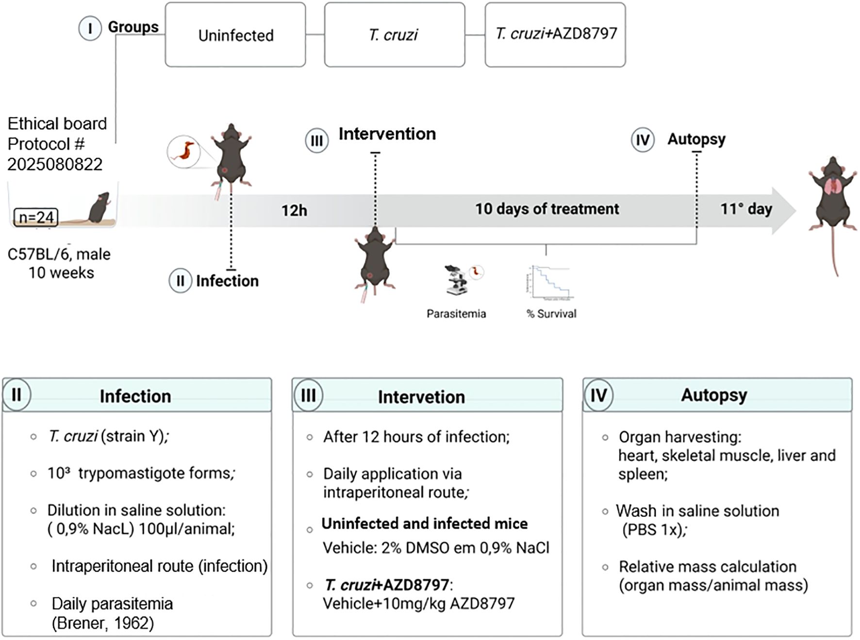 Flowchart illustrating an experimental study on mice with four main stages: Groups, Infection, Intervention, and Autopsy. Mice are divided into uninfected, T. cruzi infected, and T. cruzi plus AZD8797 treated groups. Timeline includes infection (12 hours post-infection), intervention (10 days of treatment), and autopsy on the eleventh day. Details include ethical board protocol number, number of mice, age, infection and intervention methods, and autopsy procedures. Observations include parasitemia and survival rates.