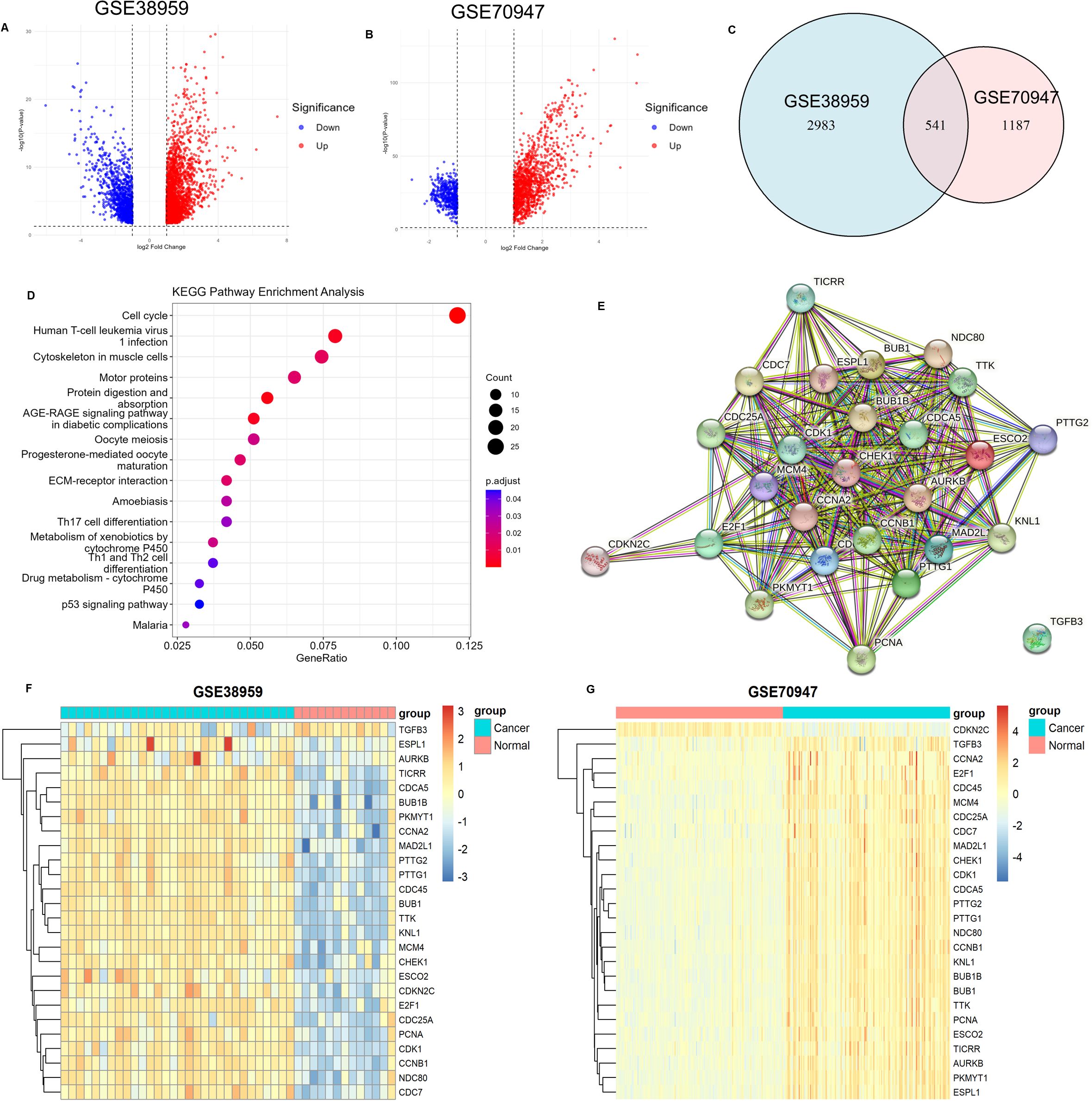 Multiple panels comprise the image, each displaying different bioinformatics analyses. Panels A and B show volcano plots for datasets GSE38959 and GSE70947, indicating significant gene expression changes with red (upregulated) and blue (downregulated) dots. Panel C is a Venn diagram comparing gene overlaps between the two datasets. Panel D depicts a KEGG pathway enrichment analysis as a dot plot, showing various pathways with gene ratios and significance levels. Panel E features a network diagram of protein-protein interactions. Panels F and G present heatmaps for GSE38959 and GSE70947, illustrating gene expression levels across cancer and normal groups.