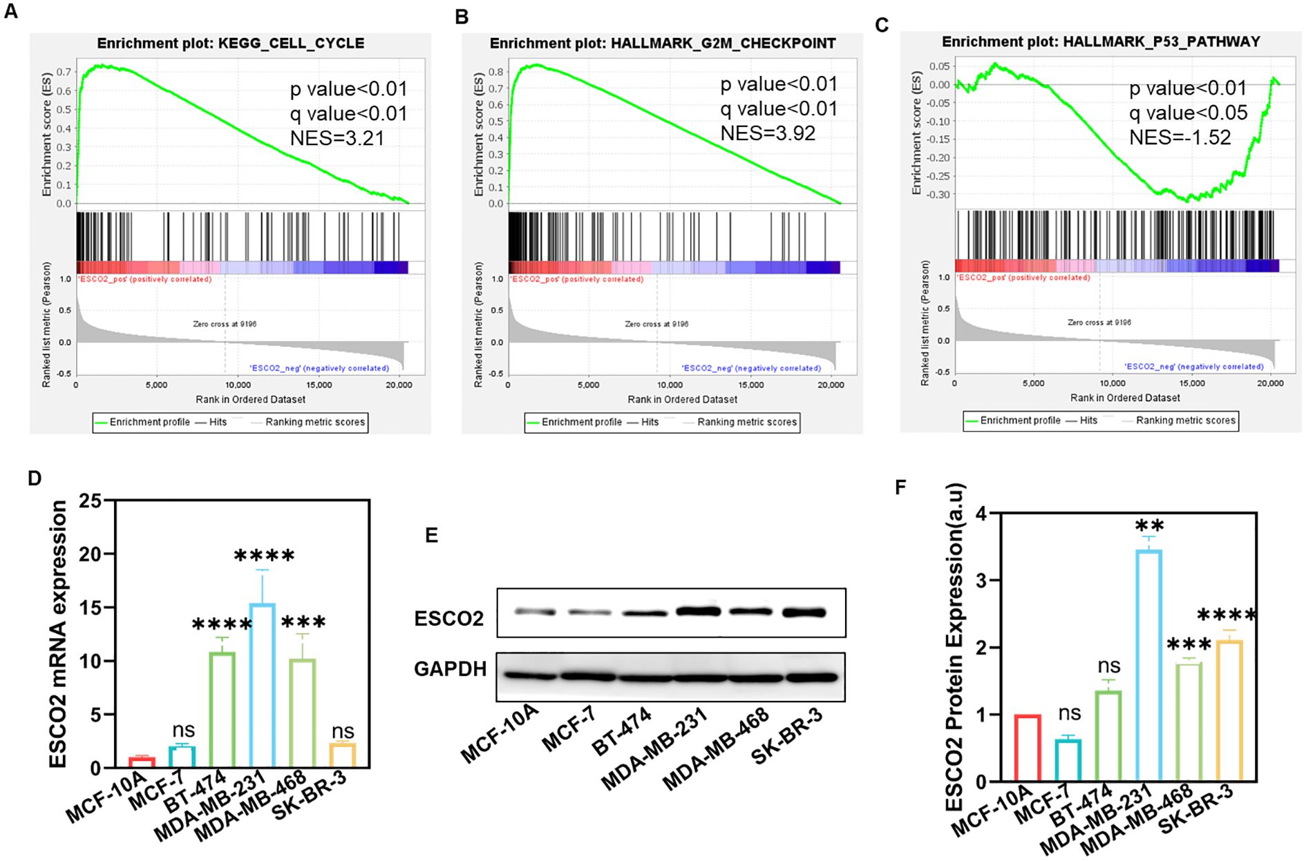 Three enrichment plots (A, B, C) and three bar graphs (D, E, F) are displayed. Enrichment plots show significant correlations with specific pathways: KEGG_CELL_CYCLE and HALLMARK_G2M_CHECKPOINT are positively correlated, while HALLMARK_P53_PATHWAY is negatively correlated. Bar graphs present ESCO2 mRNA and protein expression in different cancer cell lines, with higher expression in BT-474, MDA-MB-231, MDA-MB-468, and SK-BR-3 compared to MCF-10A. Statistical significance is indicated by asterisks and “ns” (not significant).