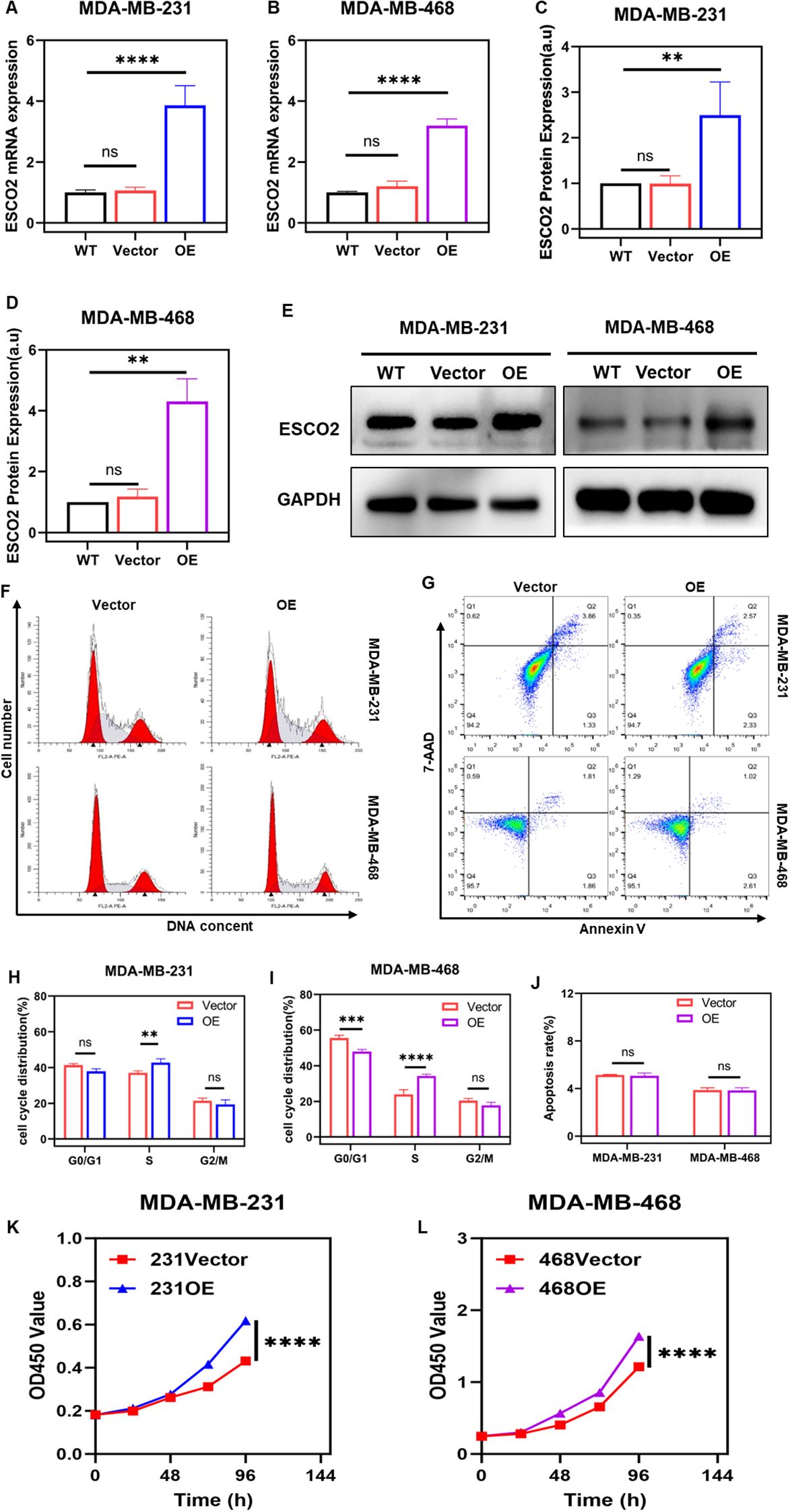 A multi-panel figure illustrates various analyses on MDA-MB-231 and MDA-MB-468 cells. Panels A-D show bar graphs of ESCO2 mRNA and protein expression with significant increases in overexpressed (OE) groups. Panel E displays Western blot images for ESCO2 and GAPDH. Panel F presents histograms of DNA content for both cell types, while panel G offers scatter plots for apoptosis analysis. Panels H-J include bar graphs depicting cell cycle distribution and apoptosis rates. Panels K-L show line graphs of OD450 values over time, indicating cell proliferation differences between vector and OE groups.