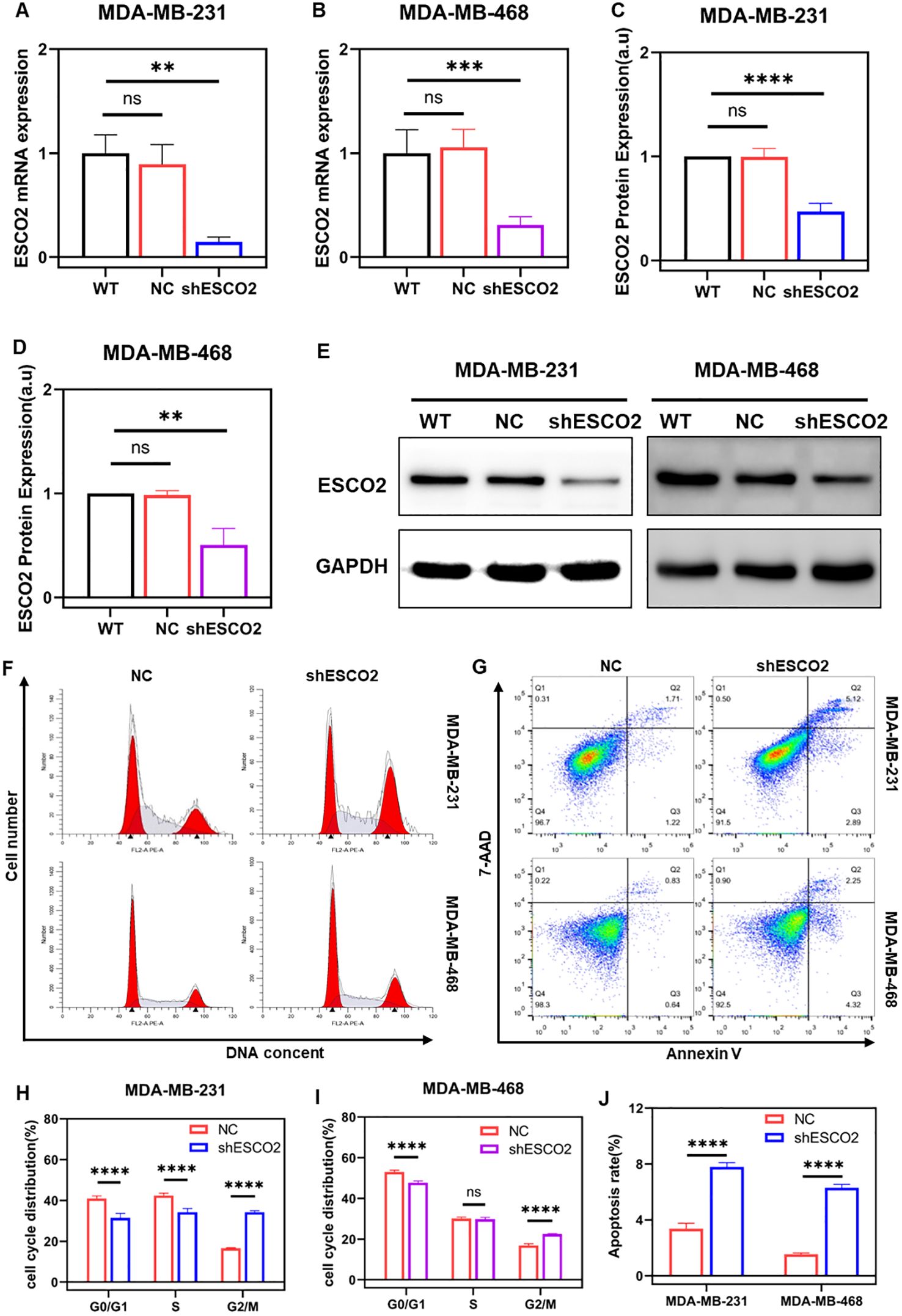 Graphs and western blots illustrate the effects of shESCO2 on MDA-MB-231 and MDA-MB-468 cells. Panels A-D show bar graphs of ESCO2 mRNA and protein expression, with statistical significance indicated. Panel E displays western blot results for ESCO2 and GAPDH in both cell lines. Panels F and G provide cell cycle analysis and apoptosis assessment through flow cytometry, with differences between NC and shESCO2 groups. Panels H-J show bar graphs of cell cycle distribution and apoptosis rates, highlighting significant differences between groups.