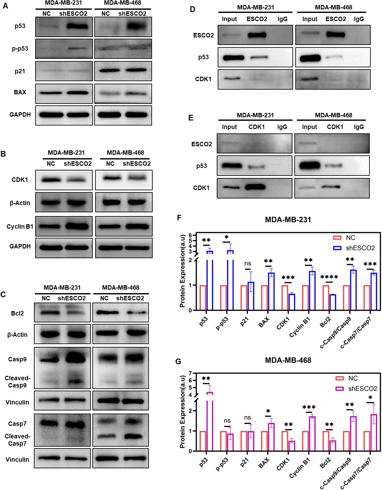Western blot analysis and bar graphs depict protein expression levels in MDA-MB-231 and MDA-MB-468 cell lines. Panels A-C show immunoblots for proteins like p53, CDK1, and Bcl2 under different conditions (NC and shESCO2). Panels D-E demonstrate protein interaction with ESCO2 and CDK1. Panels F-G present quantified protein expression levels in bar graphs comparing NC and shESCO2 conditions, with statistical significance indicated by asterisks.