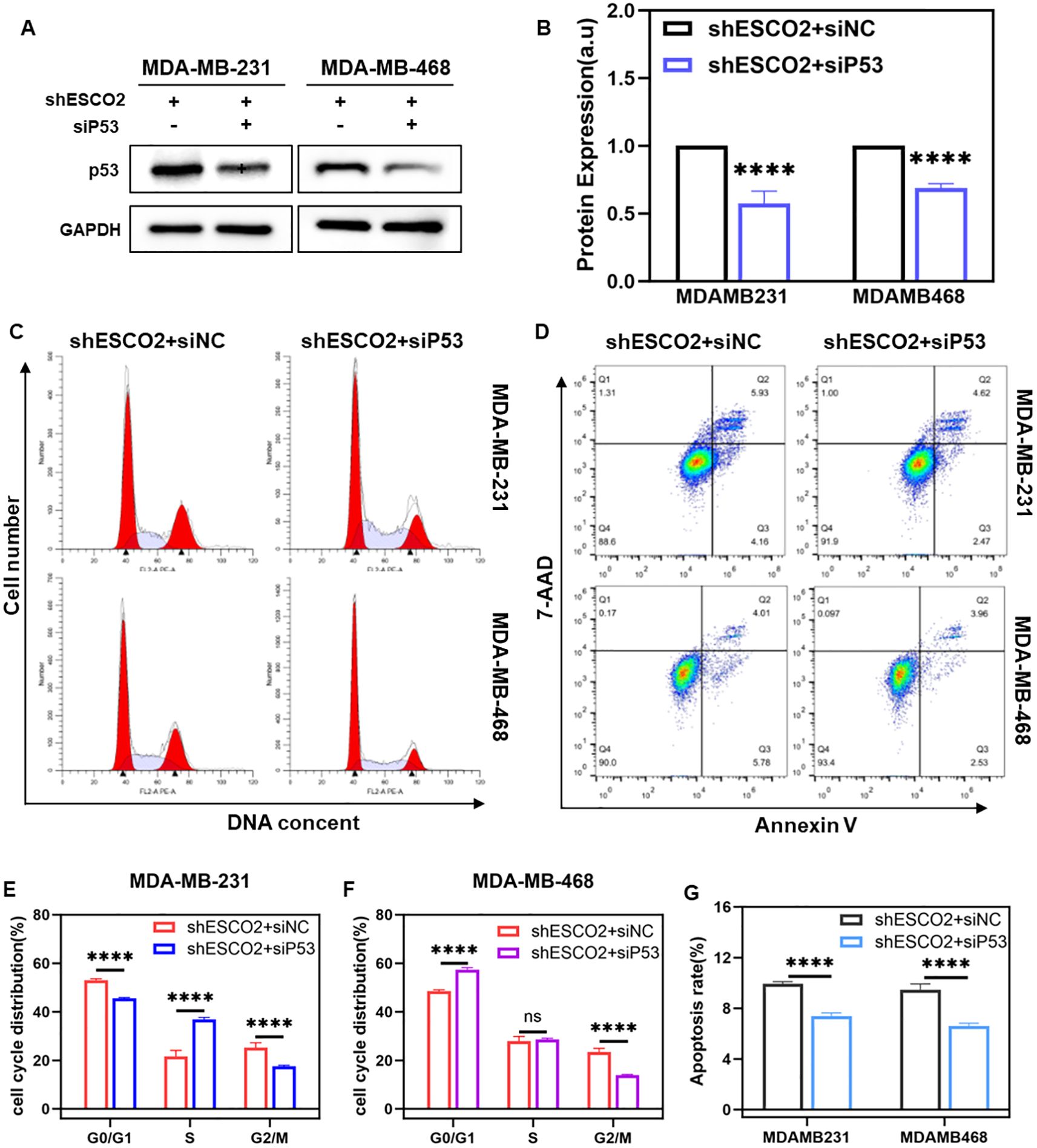 Panel A shows Western blot analysis for p53 and GAPDH expression in MDA-MB-231 and MDA-MB-468 cells with shESCO2 and siP53 treatments. Panel B displays a bar graph indicating significant reduction in protein expression with shESCO2 plus siP53 in both cell lines. Panel C features flow cytometry histograms of cell cycle distribution, revealing changes in DNA content. Panel D presents scatter plots for apoptosis analysis using Annexin V and 7-AAD staining. Panels E and F provide bar graphs of cell cycle distribution percentages for G0/G1, S, and G2/M phases. Panel G shows a bar graph comparing apoptosis rates between treatments.