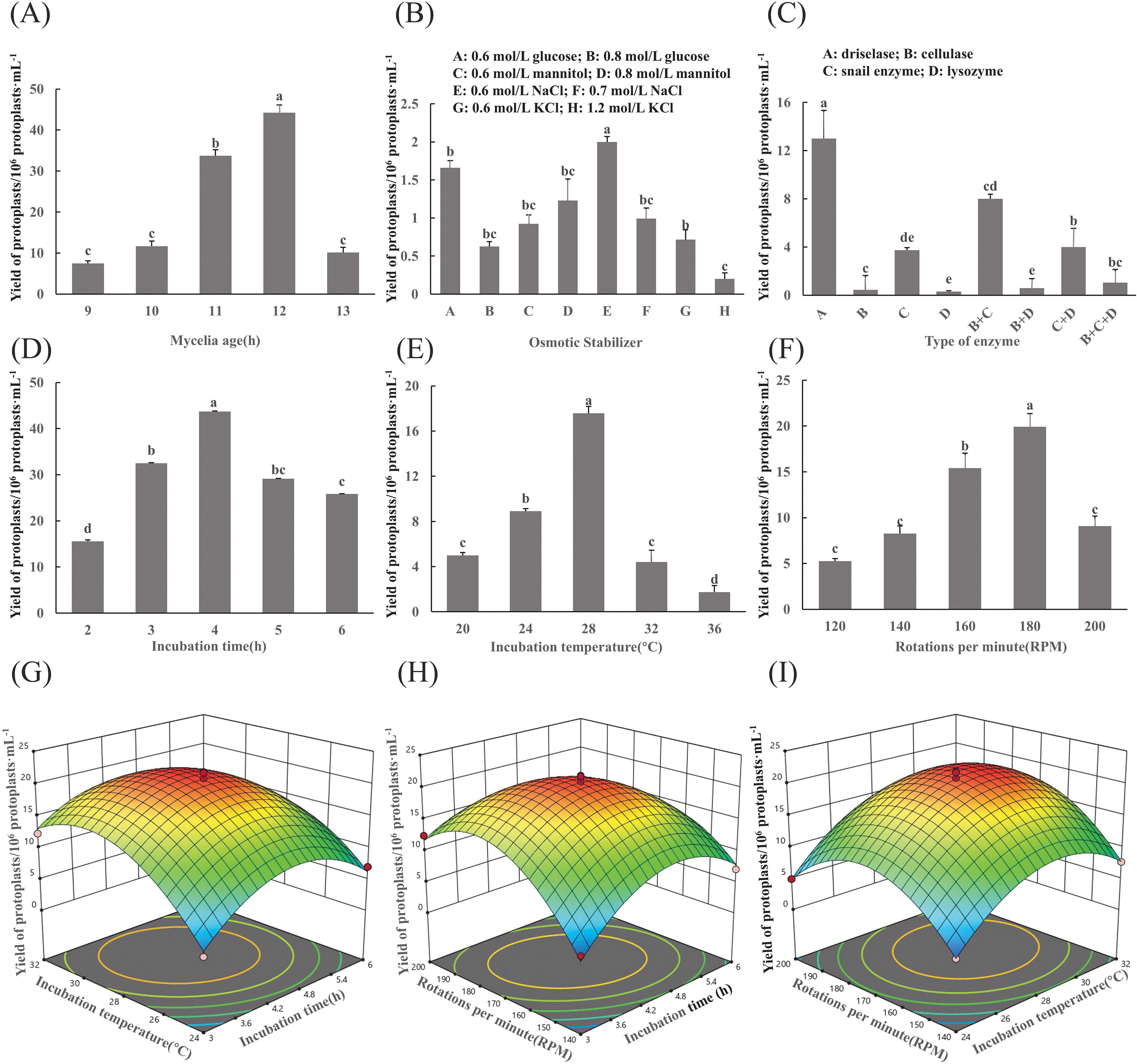 Bar charts and 3D surface plots illustrate factors affecting protoplast yield. Panels (A-F) depict data on mycelia age, osmotic stabilizers, enzyme types, incubation time, temperature, and rotations per minute. Panels (G-I) show 3D plots correlating yield with incubation and temperature variables.