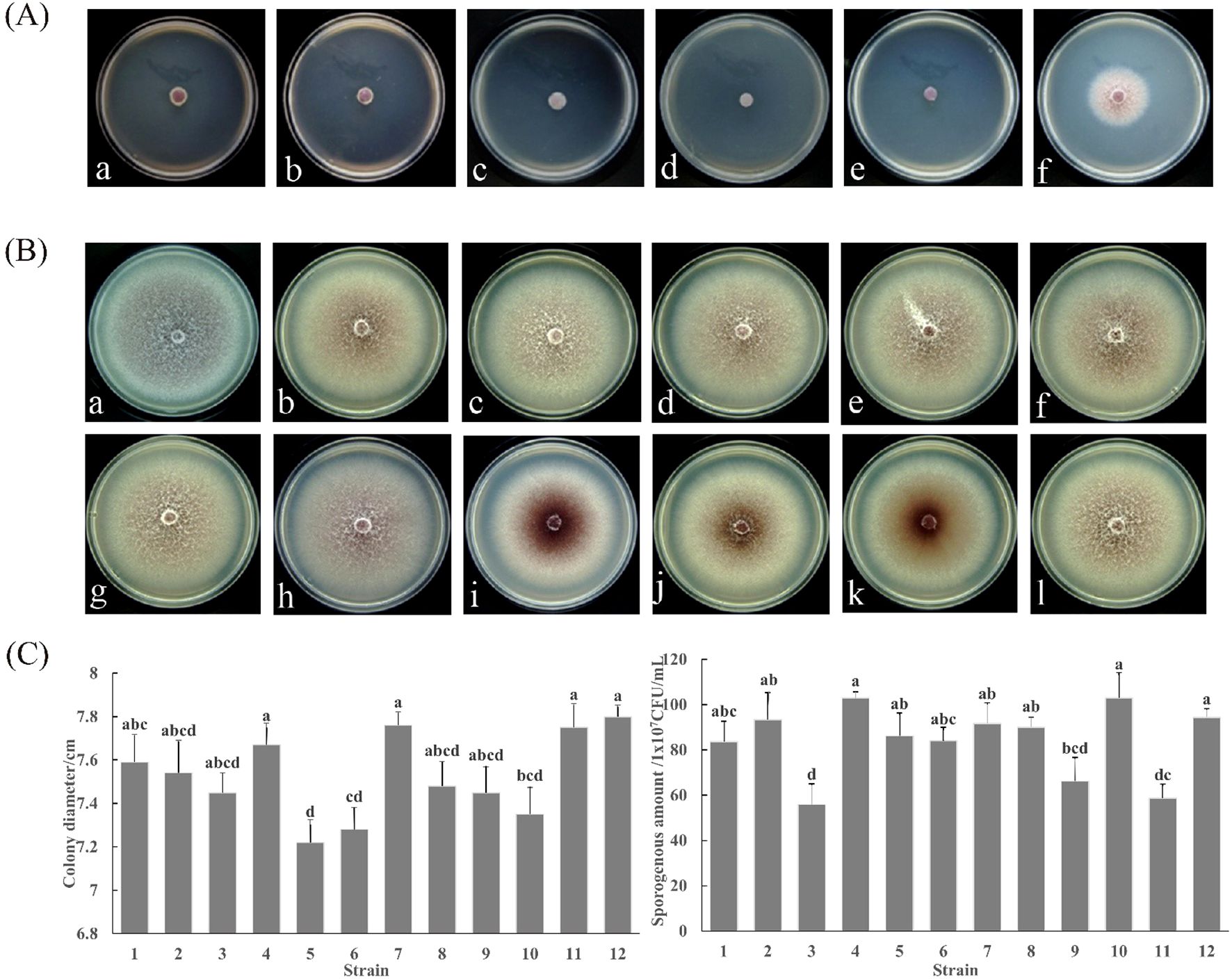 A series of petri dish cultures displaying fungal growth in two groups (A and B) labeled from a to f and a to l respectively, showing varied colony morphology and color. Below, graph C presents two bar charts comparing colony diameters and sporogenous amounts across twelve different strains. Each bar includes error bars and labels indicating statistical significance.