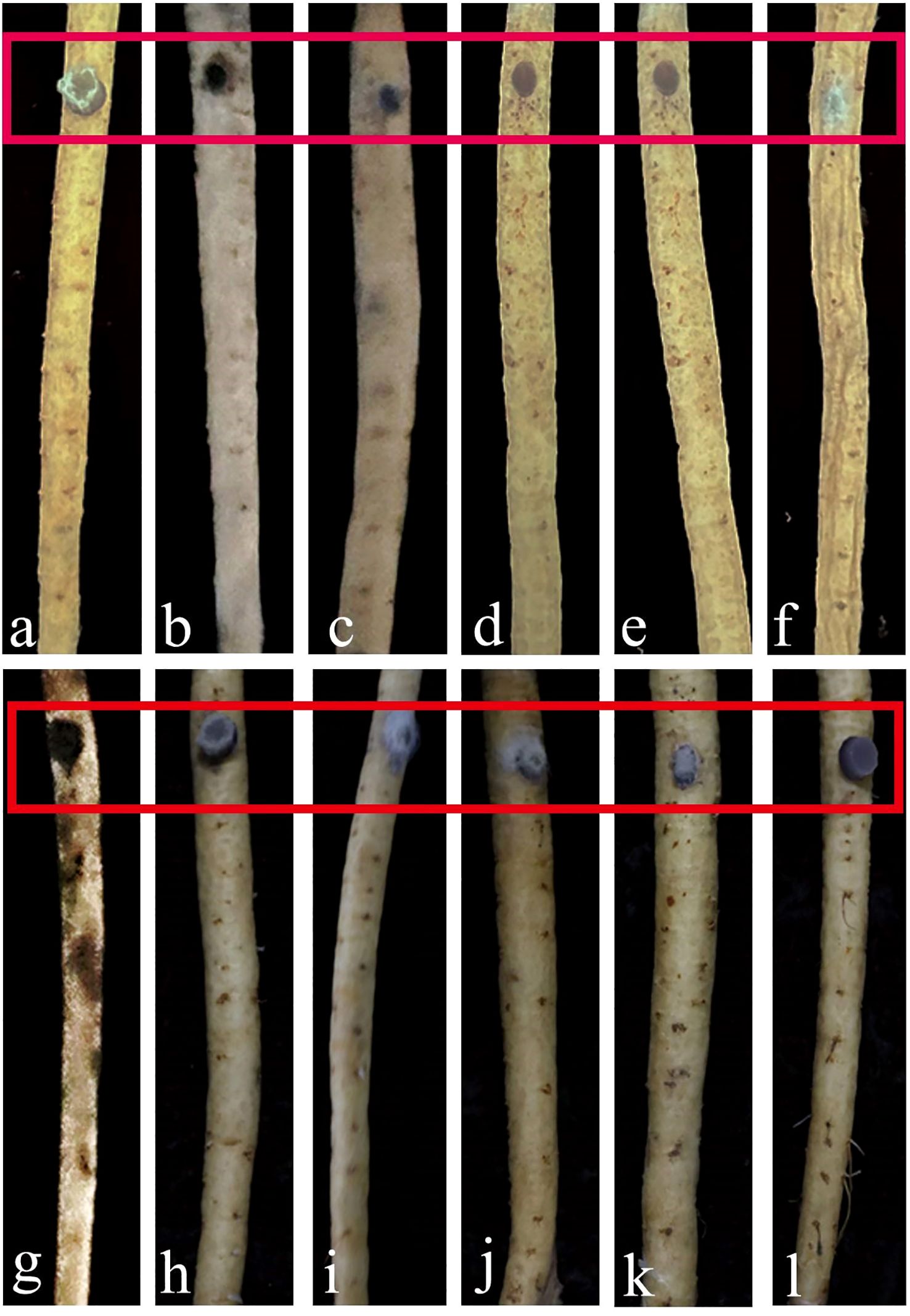 Twelve root segments (labeled a to l) are displayed in two rows against a black background. Red rectangles highlight parts of each segment. The roots differ in color and texture, with some showing visible dark spots or patches.