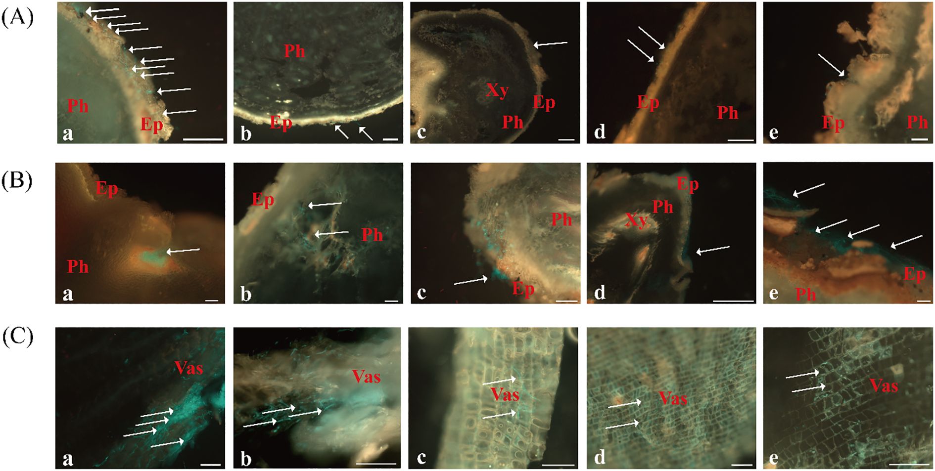 Three sets of microscopic images labeled A, B, and C. Each set contains five panels labeled a to e. Images depict plant tissue structures with annotations in red lettering: “Ph” for phloem, “Ep” for epidermis, “Xy” for xylem, and “Vas” for vascular tissue. White arrows highlight specific areas. Each panel showcases different aspects and magnifications of these tissues.