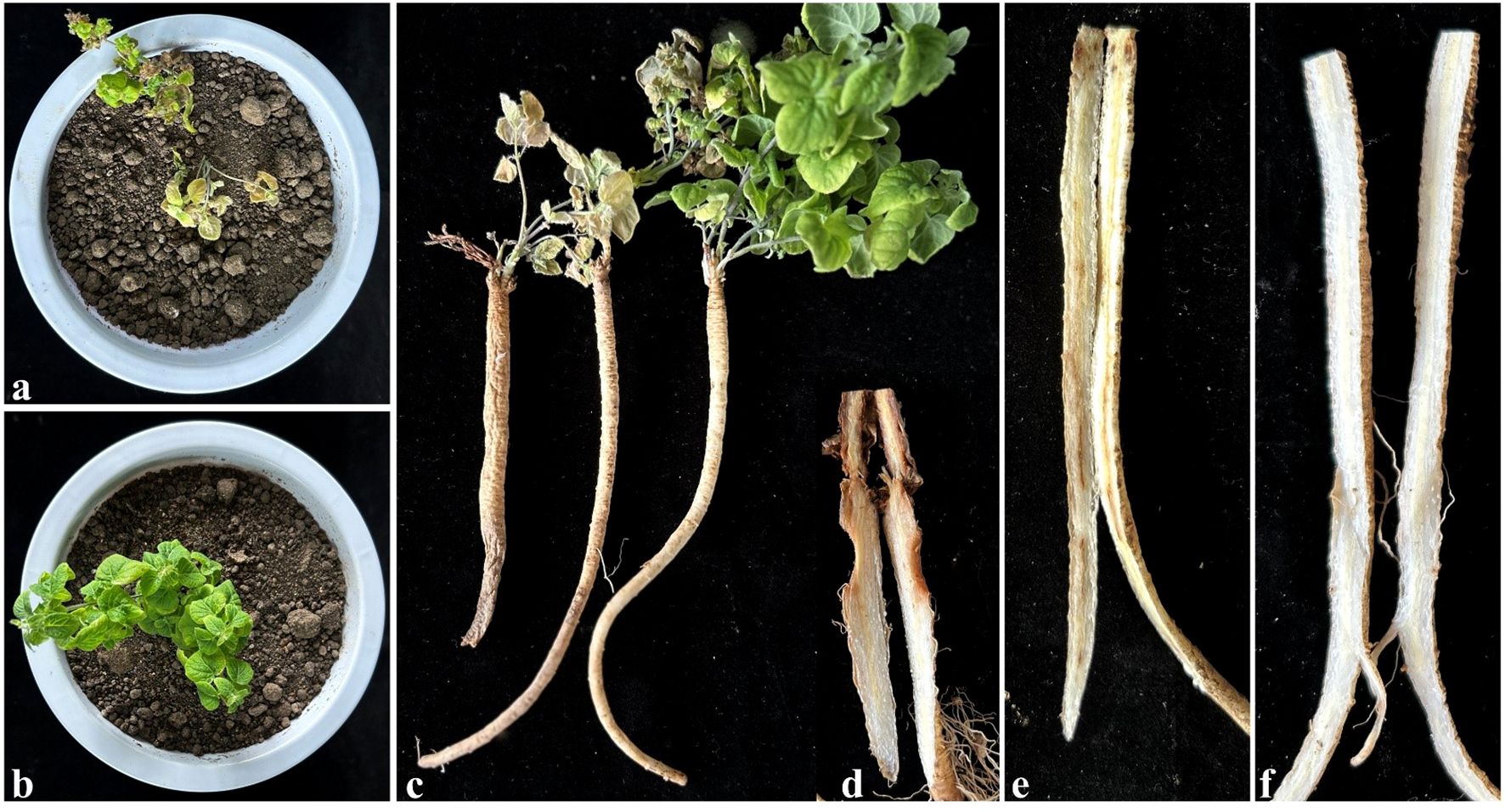Two images show potted plants with varying health, one wilted and the other healthy. Three stacked images depict plant roots with different growth patterns and textures, highlighting differences in internal structure.