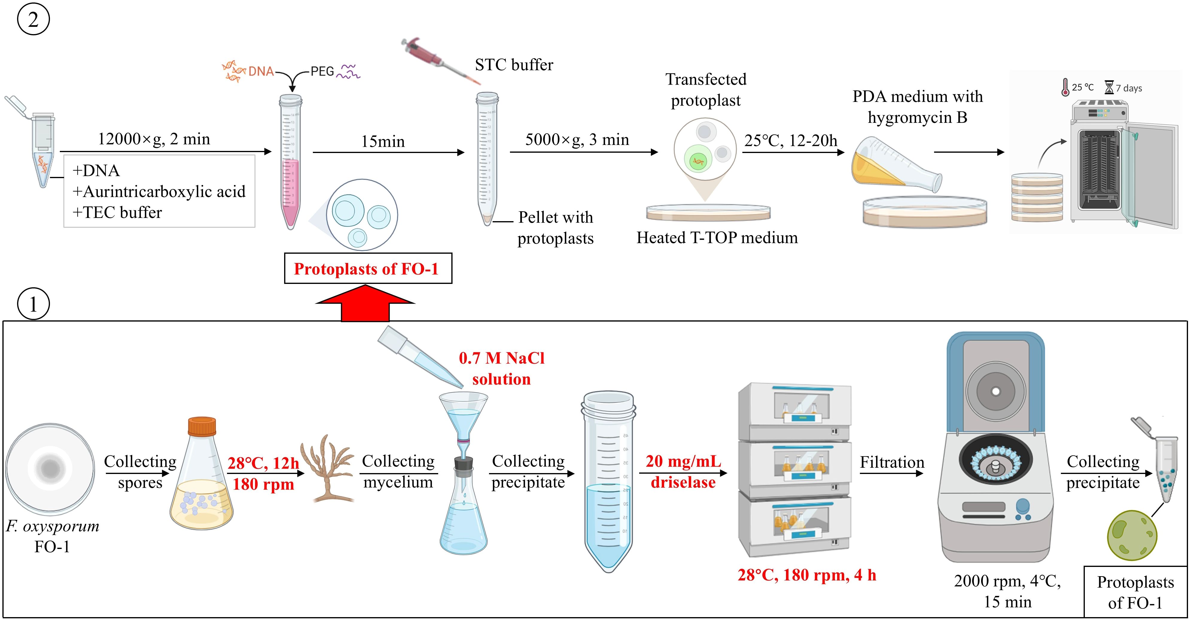 Diagram detailing the process of creating and using protoplasts from Fusarium oxysporum FO-1. Step 1 involves collecting spores, incubating at 28 degrees Celsius, and using 0.7 M NaCl for mycelium collection, with further treatment using filtrated driselase solution. Step 2 involves transfection using DNA, aurintricarboxylic acid, and TEC buffer, followed by centrifugation and incubation in PDA medium with hygromycin B at 25 degrees Celsius.