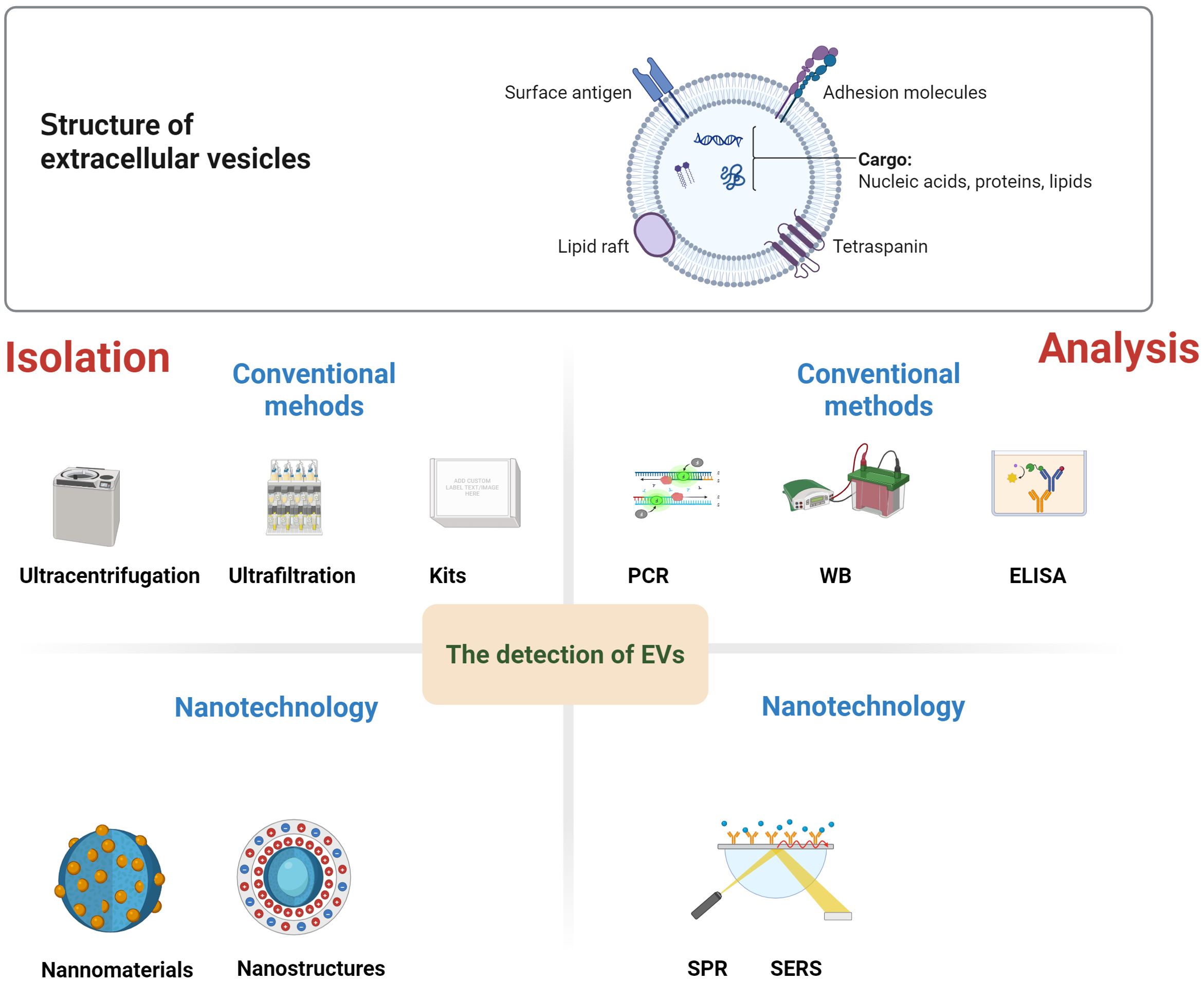 Diagram illustrating extracellular vesicles (EVs) structure and detection methods. The EV structure includes surface antigens, adhesion molecules, lipid rafts, cargo (nucleic acids, proteins, lipids), and tetraspanins. Isolation methods are ultracentrifugation, ultrafiltration, and kits. Analysis methods are PCR, western blot (WB), and ELISA. Nanotechnology methods involve nanomaterials, nanostructures, surface plasmon resonance (SPR), and surface-enhanced Raman scattering (SERS).