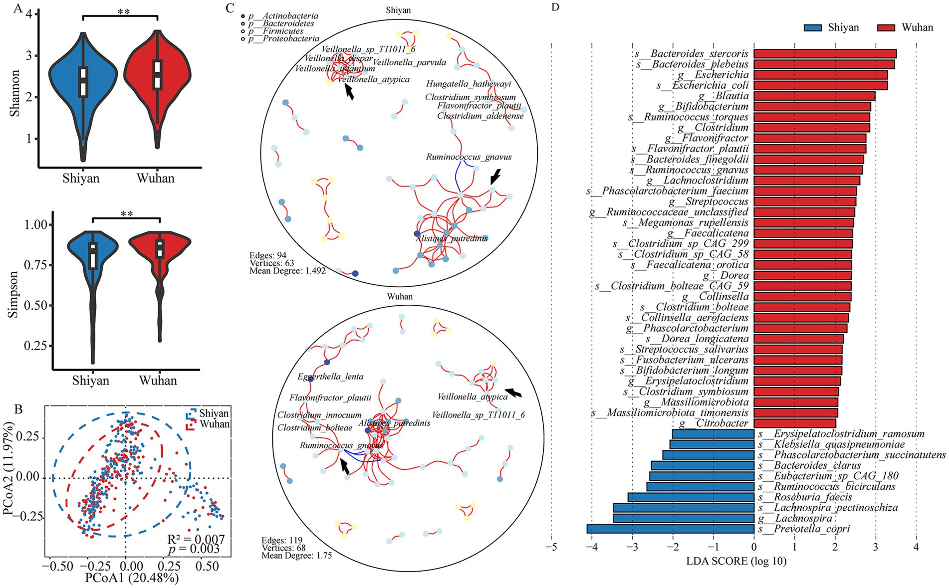 Violin plots, network diagrams, and a bar chart comparing bacterial diversity and abundance between two regions, Shiyan and Wuhan. Panel A shows Shannon and Simpson index plots indicating higher diversity in Shiyan. Panel B displays a principal coordinates analysis (PCoA) plot for bacterial communities. Panel C features network diagrams of bacterial species interactions within each region. Panel D presents a bar chart comparing the LDA scores of bacterial taxa, highlighting differences between the two groups. Shiyan data is shown in blue, Wuhan in red.