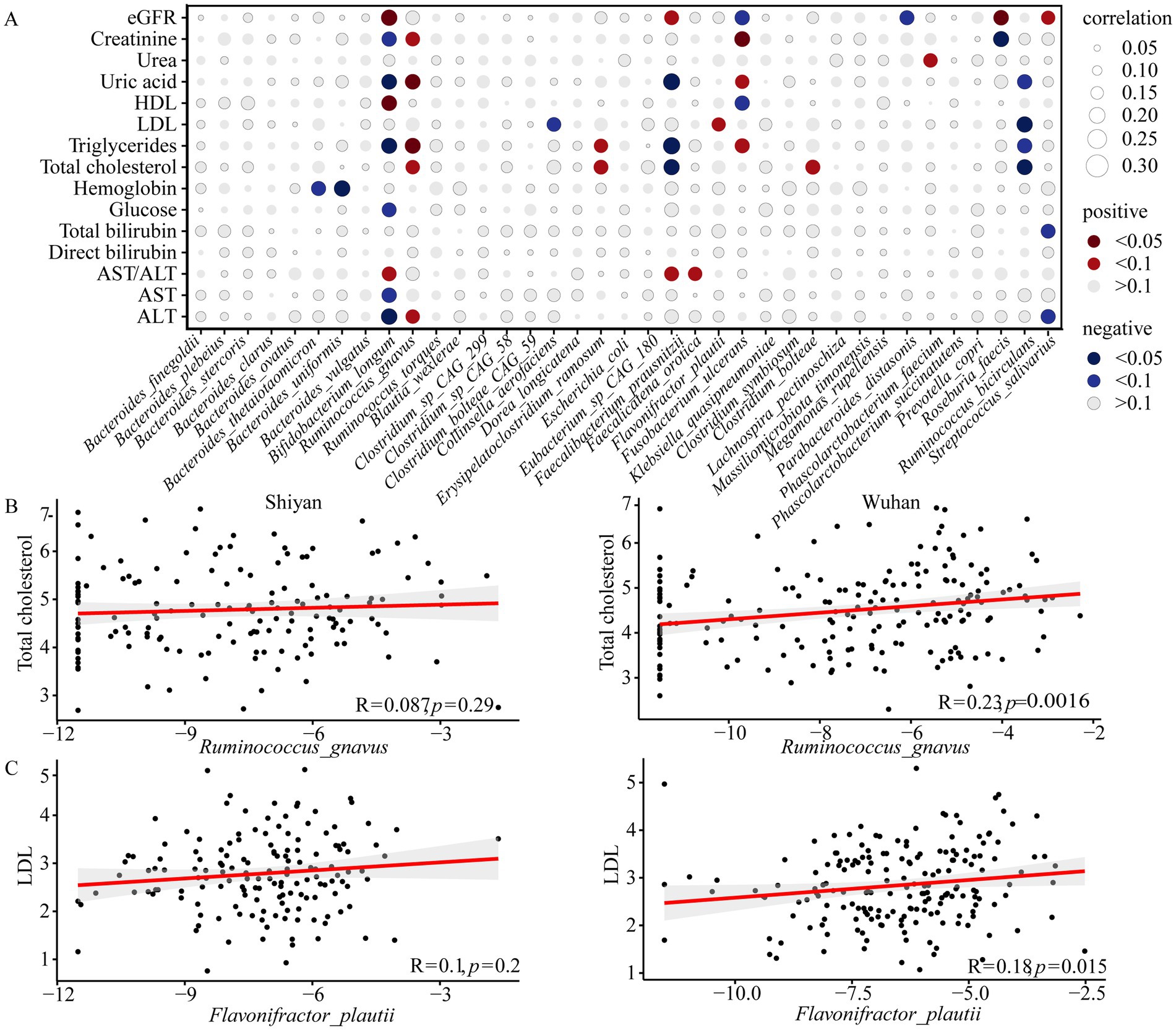 Correlation matrix and scatter plots showing relationships between clinical markers and gut microbiota. Panel A presents a correlation matrix where circle size and color indicate the strength and direction of correlations between clinical markers (e.g., eGFR, cholesterol) and microbial taxa. Panel B includes scatter plots for two locations, Shiyan and Wuhan, showing associations between microbial taxa (Ruminococcus gnavus and Flavonifractor plautii) and lipid levels (total cholesterol and LDL). Red lines represent trend lines with correlation coefficients and p-values noted.