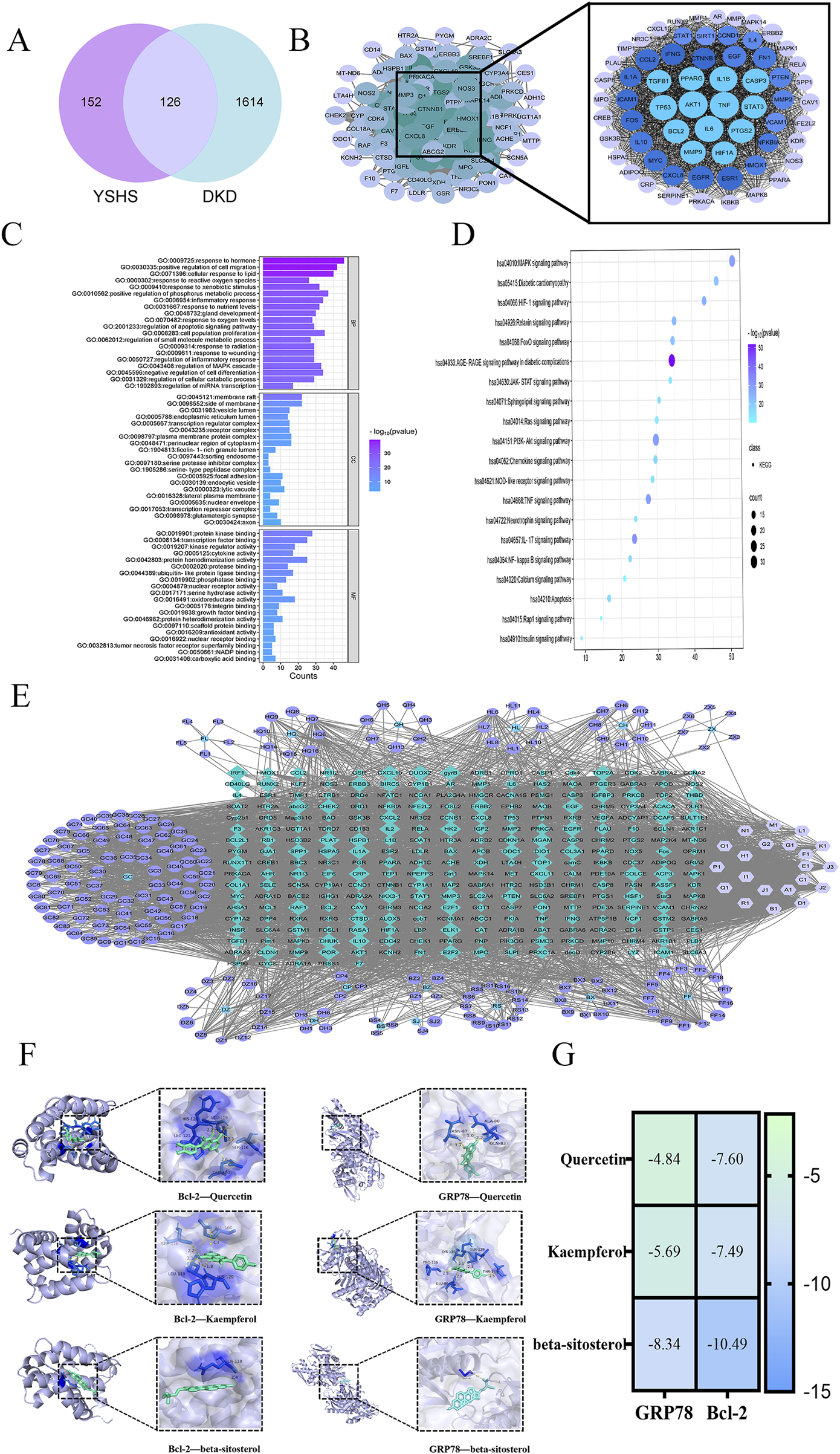 Diagrammatic illustration with multiple panels:A. Venn diagram showing overlap between YSHS and DKD, highlighting 126 common elements.B. Network interaction diagram illustrating connections among proteins or genes with a detailed inset view.C. Bar chart detailing gene ontology terms related to biological processes, measured by p-value and count.D. Dot plot displaying KEGG pathway enrichment analysis, with size indicating the count and color indicating significance.E. Network visualization showing complex interactions between numerous nodes.F. Molecular docking visualization, exhibiting interactions between Bcl-2 and GRP78 with quercetin, kaempferol, and beta-sitosterol.G. Heatmap showing binding energy scores for interactions between three molecules and two proteins, colored by scale.