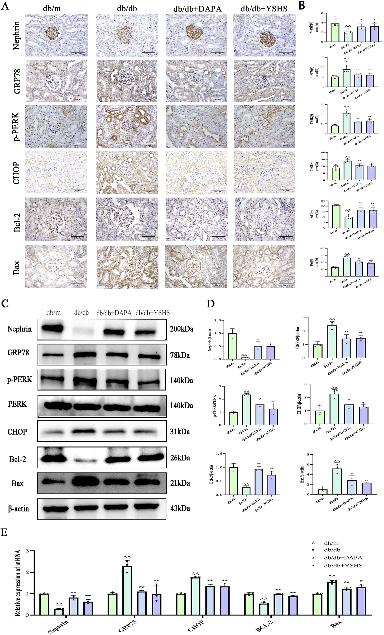 Panel A shows immunohistochemistry results for nephrin, GRP78, p-PERK, CHOP, Bcl-2, and Bax across four groups: db/m, db/db, db/db+DAPA, and db/db+YSHS. Panel B presents bar graphs comparing protein expression levels among these groups. Panel C depicts Western blot analyses of the same proteins with molecular weights. Panel D shows quantitative comparisons of protein levels via bar graphs. Panel E provides bar graphs of mRNA expression levels, comparing the same groups.