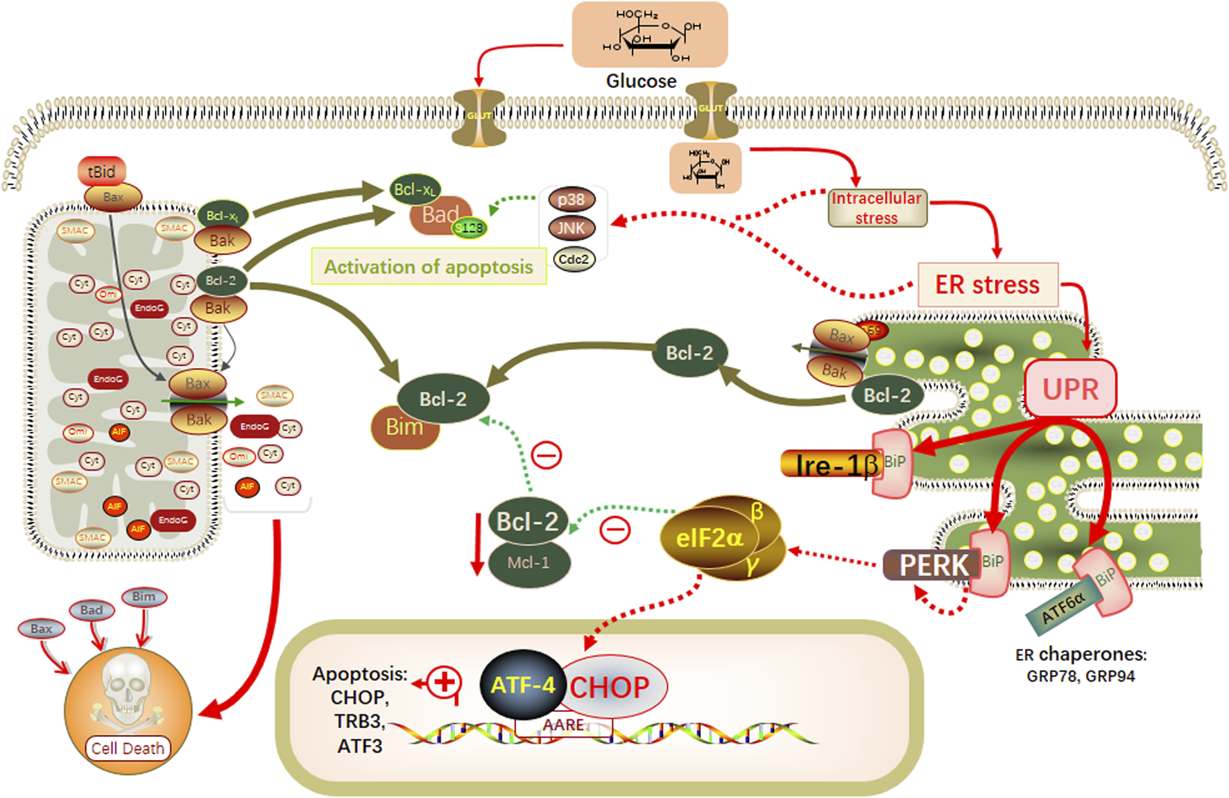 Diagram illustrating the cellular mechanisms of glucose-induced apoptosis via ER stress. It includes pathways for glucose entry, intracellular stress leading to ER stress, and activation of apoptosis. Key components are Bcl-2, Bax, Bak, Ire-1β, PERK, UPR, and ATF-4. The diagram shows how these components interact, leading to cell death. It highlights the role of ER chaperones like GRP78 and GRP94.