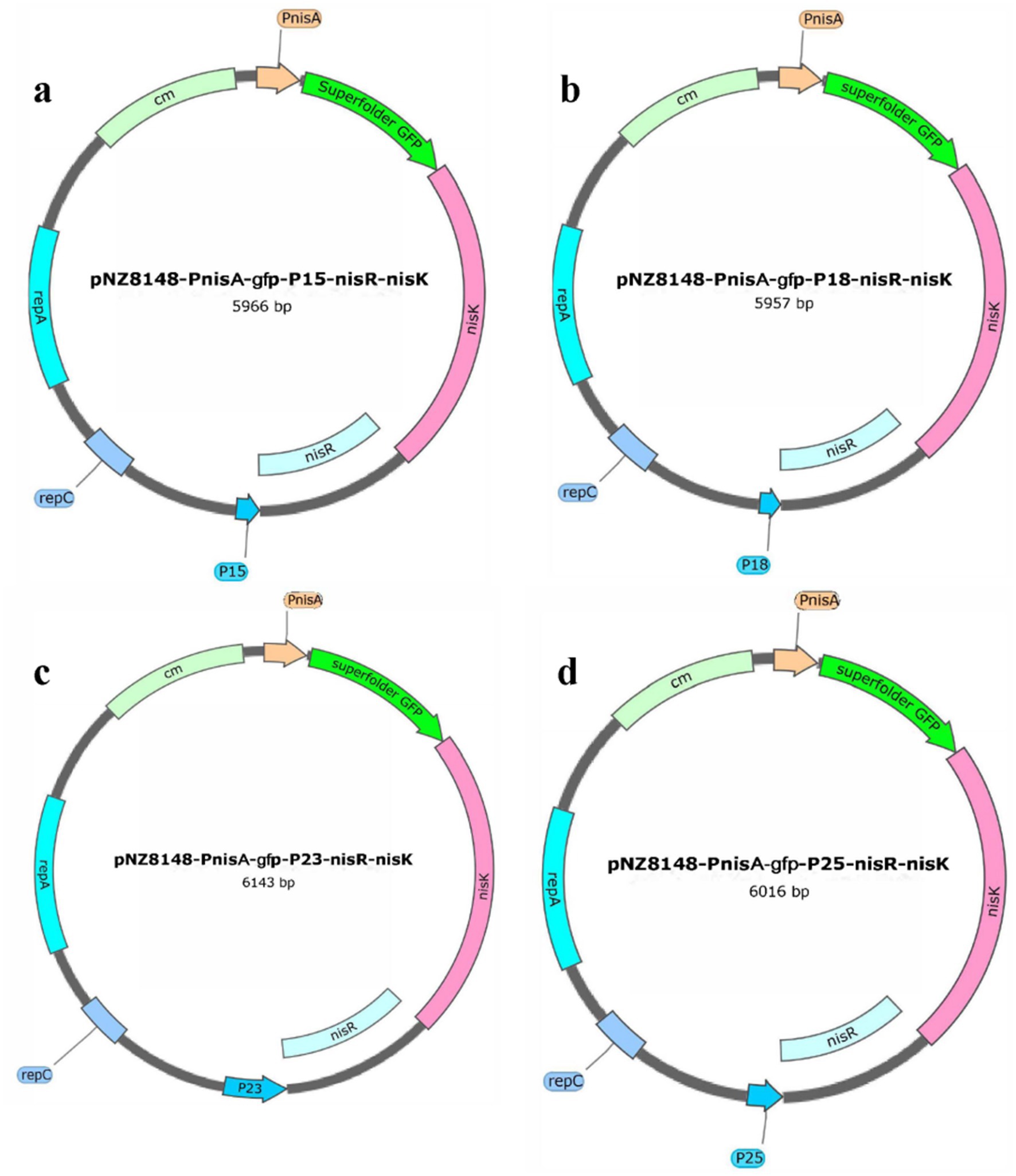 Plasmid maps labeled a through d showing variations of pNZ8148 with the PnisA promoter and superfolder GFP. Each map displays genes such as repA, repC, and nisK, with promoters P15, P18, P23, and P25. The circular diagrams are color-coded with annotations for each element, including lengths in base pairs: a) 5966 bp, b) 5957 bp, c) 6143 bp, and d) 6016 bp.