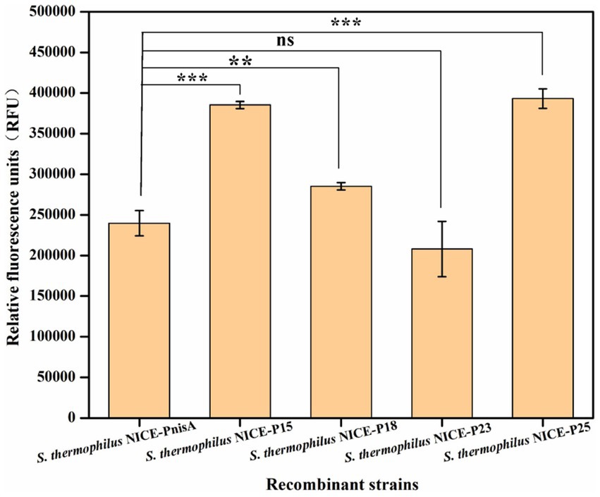Bar chart comparing relative fluorescence units (RFU) across five recombinant strains of S. thermophilus: NICE-PnisA, NICE-P15, NICE-P18, NICE-P23, and NICE-P25. NICE-P15 and NICE-P25 show significantly higher RFU than NICE-PnisA, with NICE-P15 and NICE-P18 marked as not significant. Statistical significance is indicated by asterisks: ns, **, and ***. Error bars are present.