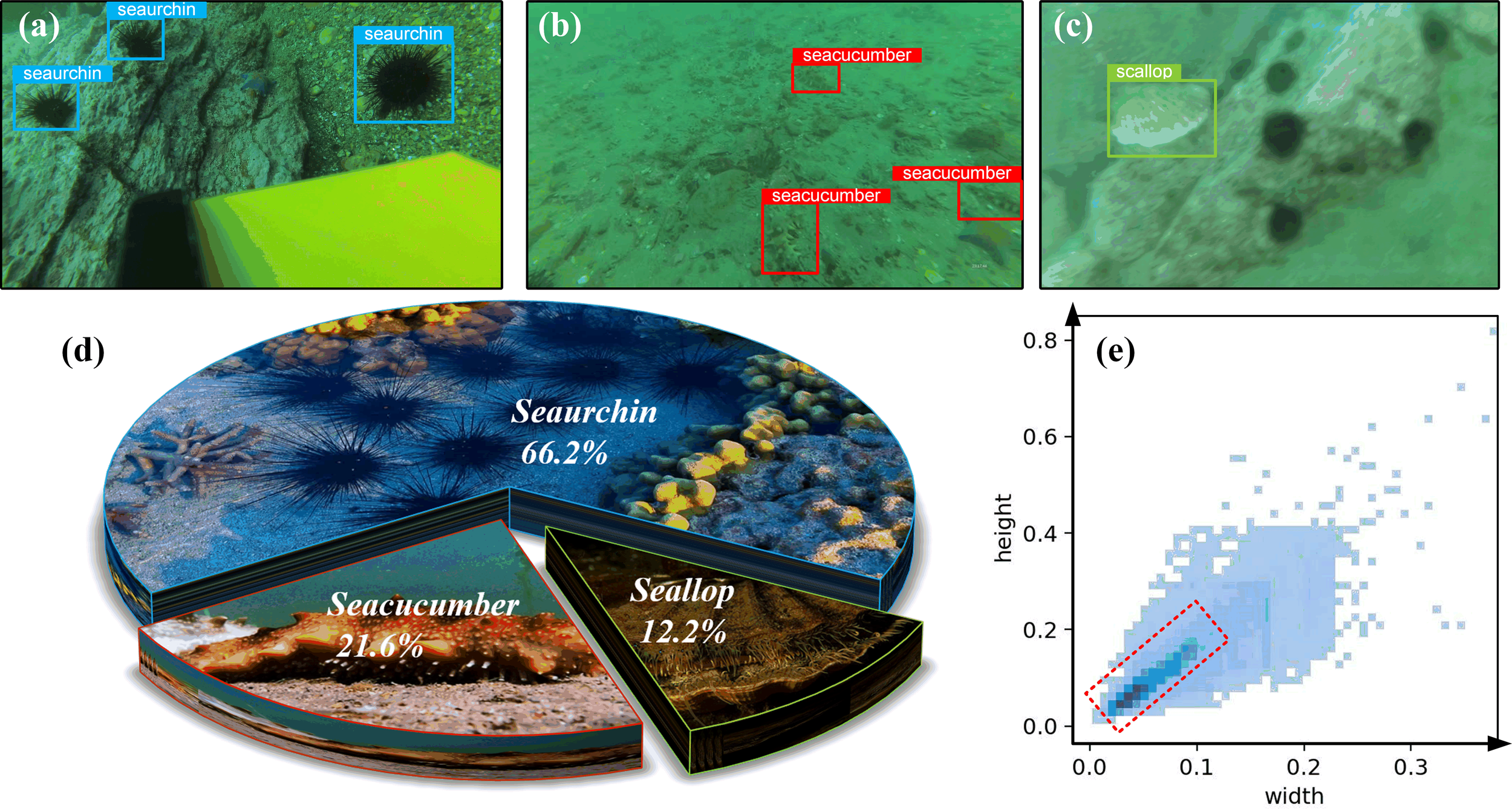 The image consists of five panels. Panel (a) shows sea urchins in blue boxes underwater. Panel (b) displays sea cucumbers in red boxes. Panel (c) features a scallop in a yellow box. Panel (d) is a pie chart illustrating the proportion of sea urchins at 66.2%, sea cucumbers at 21.6%, and scallops at 12.2%. Panel (e) is a scatter plot with height and width axes, highlighting a cluster of data points within a red dashed rectangle.
