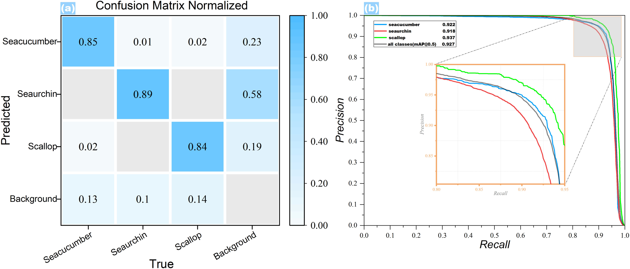 Panel (a) displays a normalized confusion matrix for seacucumber, seaurchin, scallop, and background, highlighting high prediction accuracies along the diagonal. Panel (b) shows a precision-recall curve for the same classes, with seacucumber, seaurchin, and scallop achieving high precision and recall values. The mean average precision at 0.5 IoU for all classes is 0.927.