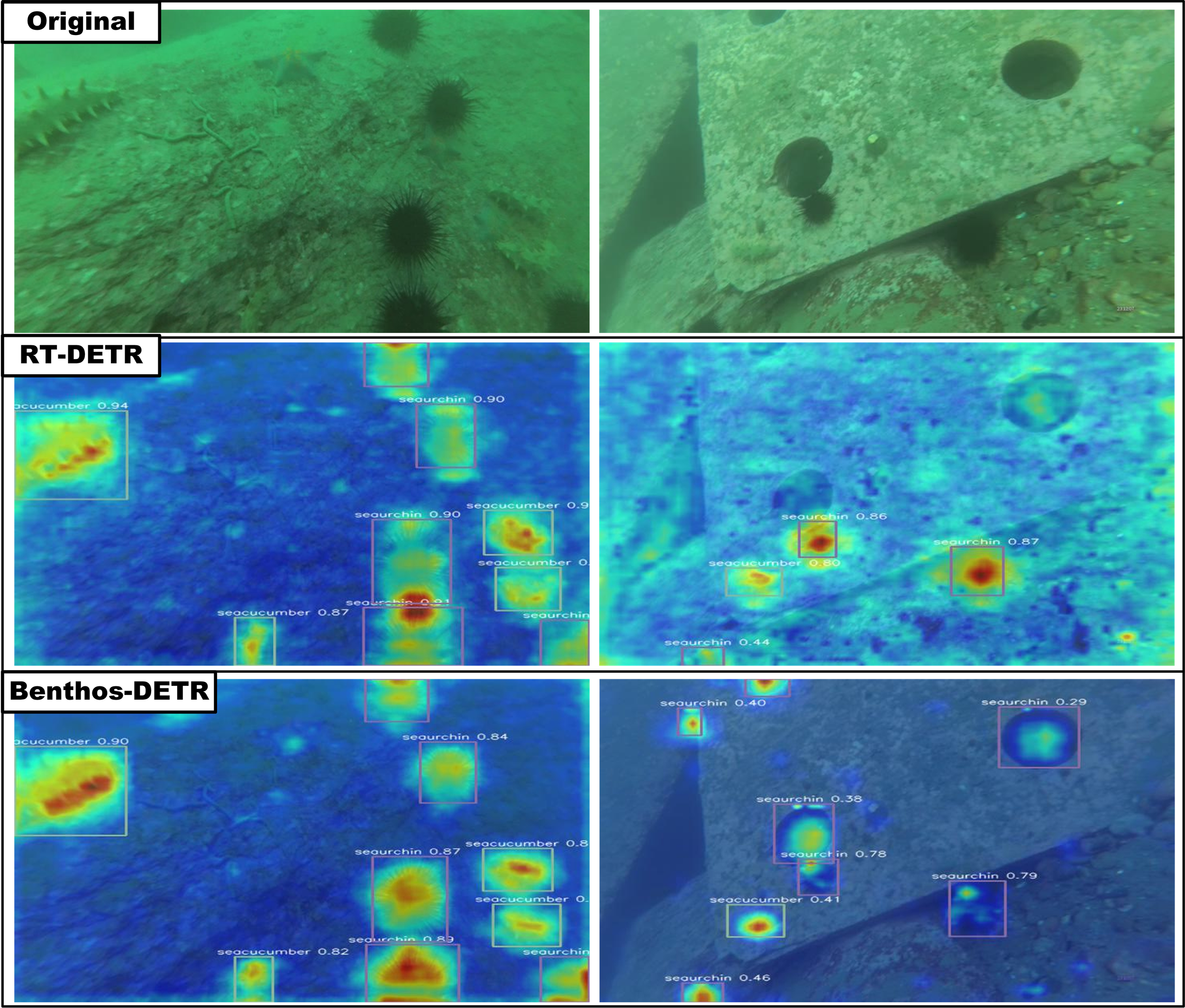 Underwater images comparing marine life detection methods. Top row shows original photos with sea urchins and a starfish. Middle row displays RT-DETR detection results with highlighted organisms. Bottom row shows Benthos-DETR results with similar emphasis.