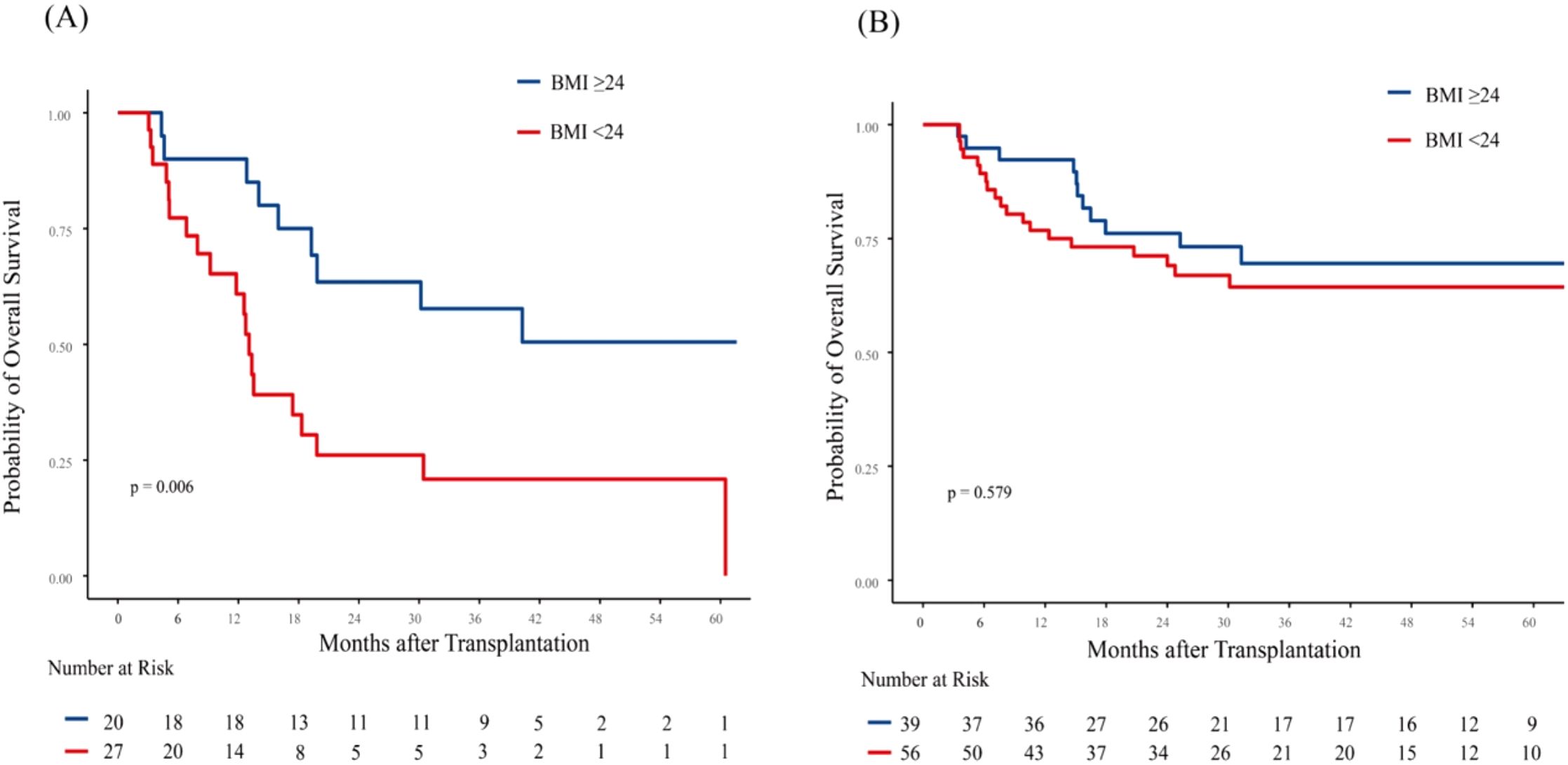 Two Kaplan-Meier survival curves compare the probability of overall survival following transplantation based on BMI groups. Both graphs plot months after transplantation against survival probability, with blue lines representing BMI greater than or equal to twenty-four and red lines for BMI less than twenty-four. Graph A shows a significant difference with a p-value of 0.006, whereas graph B shows no significant difference with a p-value of 0.579. The number at risk decreases over time for both BMI groups in each graph.