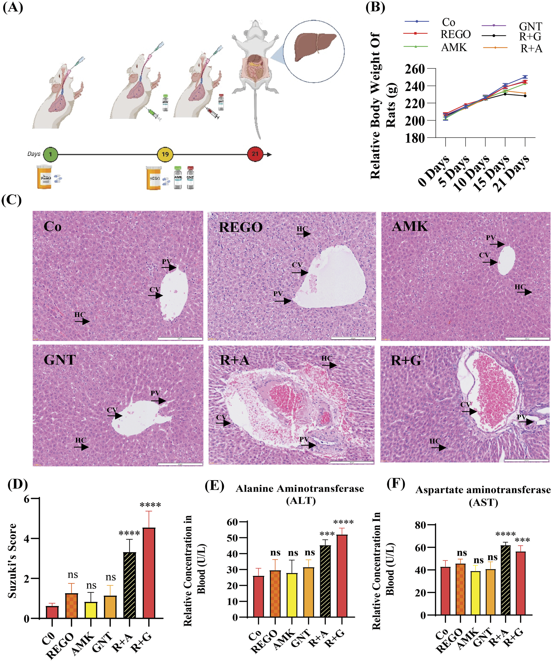 In the illustration, part (A) shows a sequence of treatments administered to a rat and highlights liver focus. Part (B) presents a line graph tracking relative body weight of rats over 21 days across different treatment groups. Part (C) contains microscopic images of liver tissue from various treatment groups labeled Co, REGO, AMK, GNT, R+A, and R+G, showing cellular structures like central veins and hepatic cells. Parts (D), (E), and (F) display bar graphs illustrating Suzuki's score, alanine aminotransferase (ALT), and aspartate aminotransferase (AST) concentrations across treatments, with statistical significance marked by asterisks.
