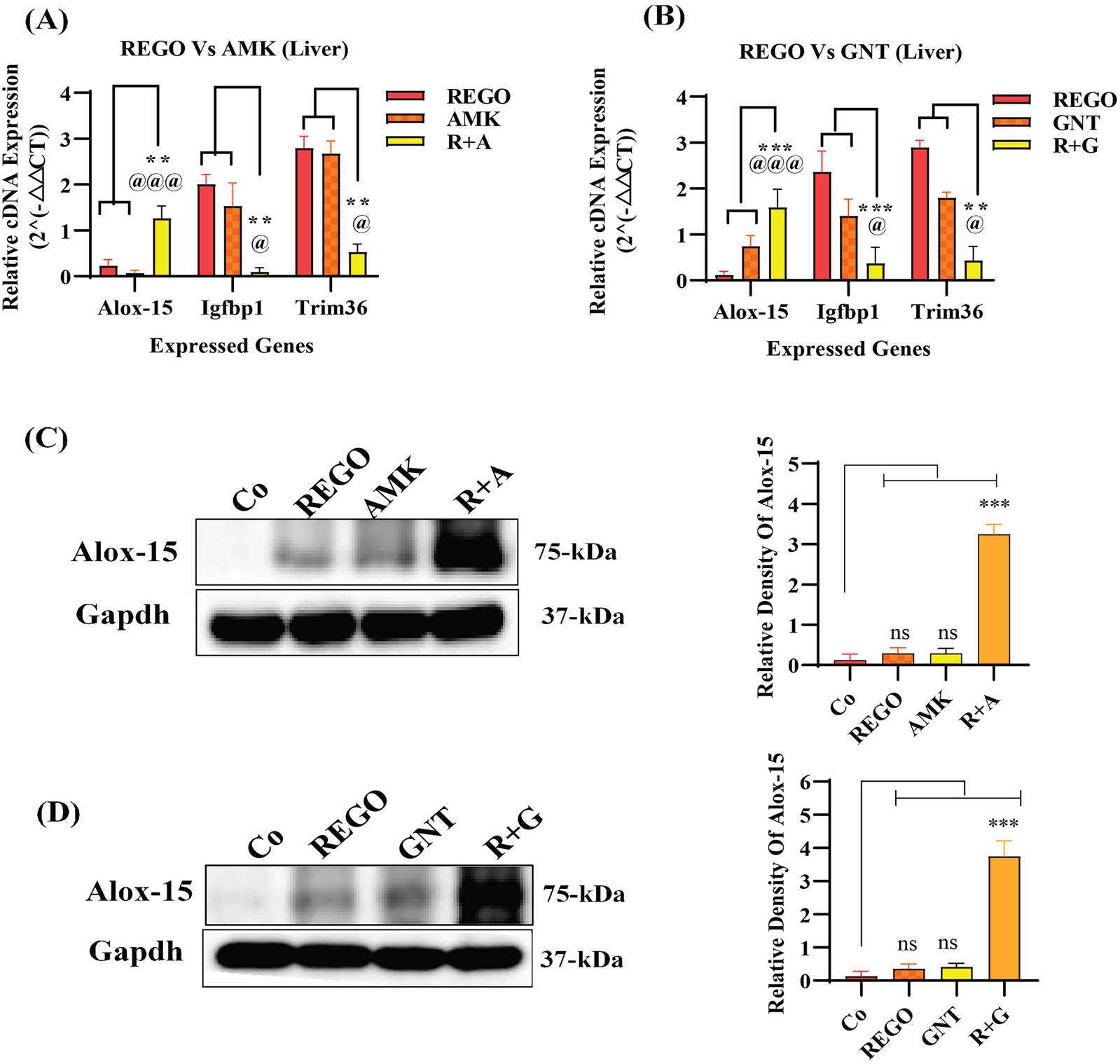 Bar graphs and Western blots illustrating gene expression and protein analysis. (A) and (B) show bar graphs comparing the relative cDNA expression of Alox-15, Igfbp1, and Trim36 in liver with different conditions. (C) and (D) present Western blots of Alox-15 and Gapdh with corresponding bar graphs indicating the relative density of Alox-15 across various treatments, highlighting significant differences with annotations such as asterisks and hashtags.