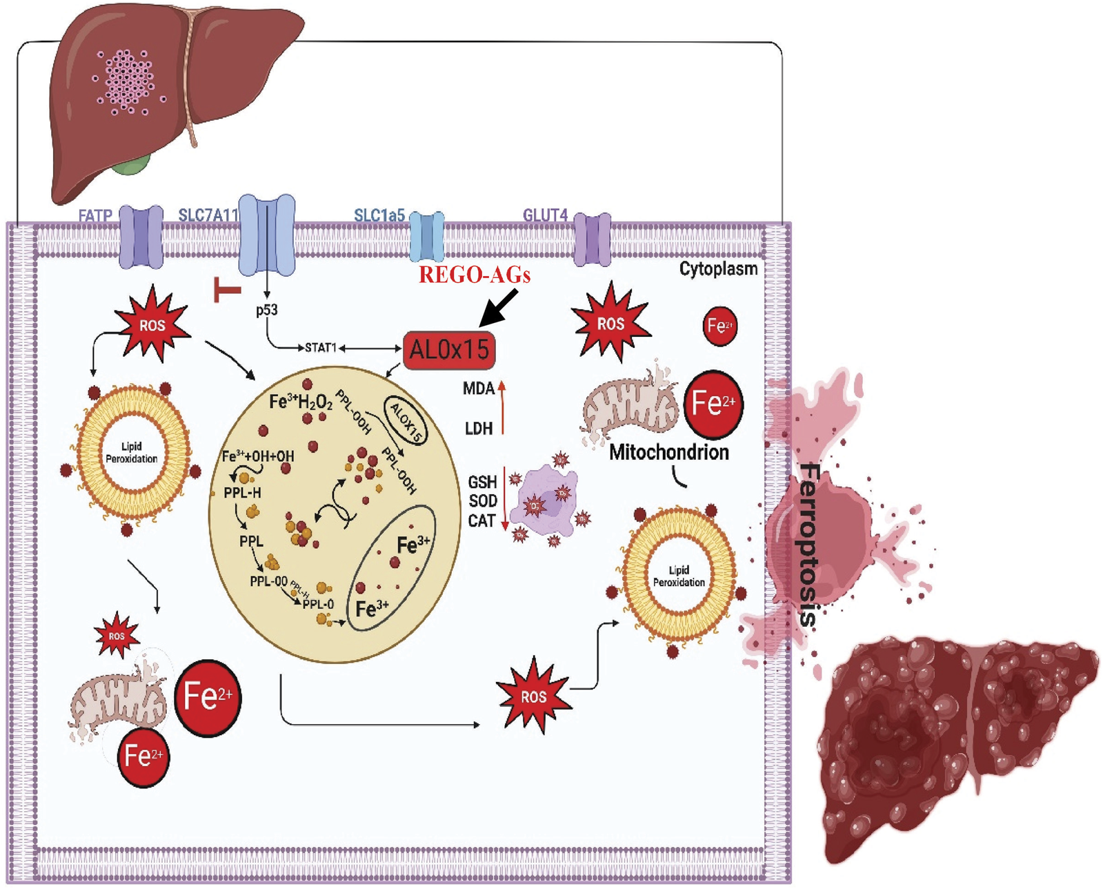 Diagram illustrating the biochemical process of ferroptosis in liver cells. Shows cell membrane receptors like FATP, SLC7A11, SLC1a5, and GLUT4, and highlights the roles of reactive oxygen species (ROS), lipid peroxidation, and iron ions (Fe²⁺ and Fe³⁺). The image depicts mitochondria involvement, interactions with ALOX15 and REGO-AGs, and the protective effects of GSH, SOD, and CAT enzymes. Arrows indicate pathways leading to oxidative damage and cell death.