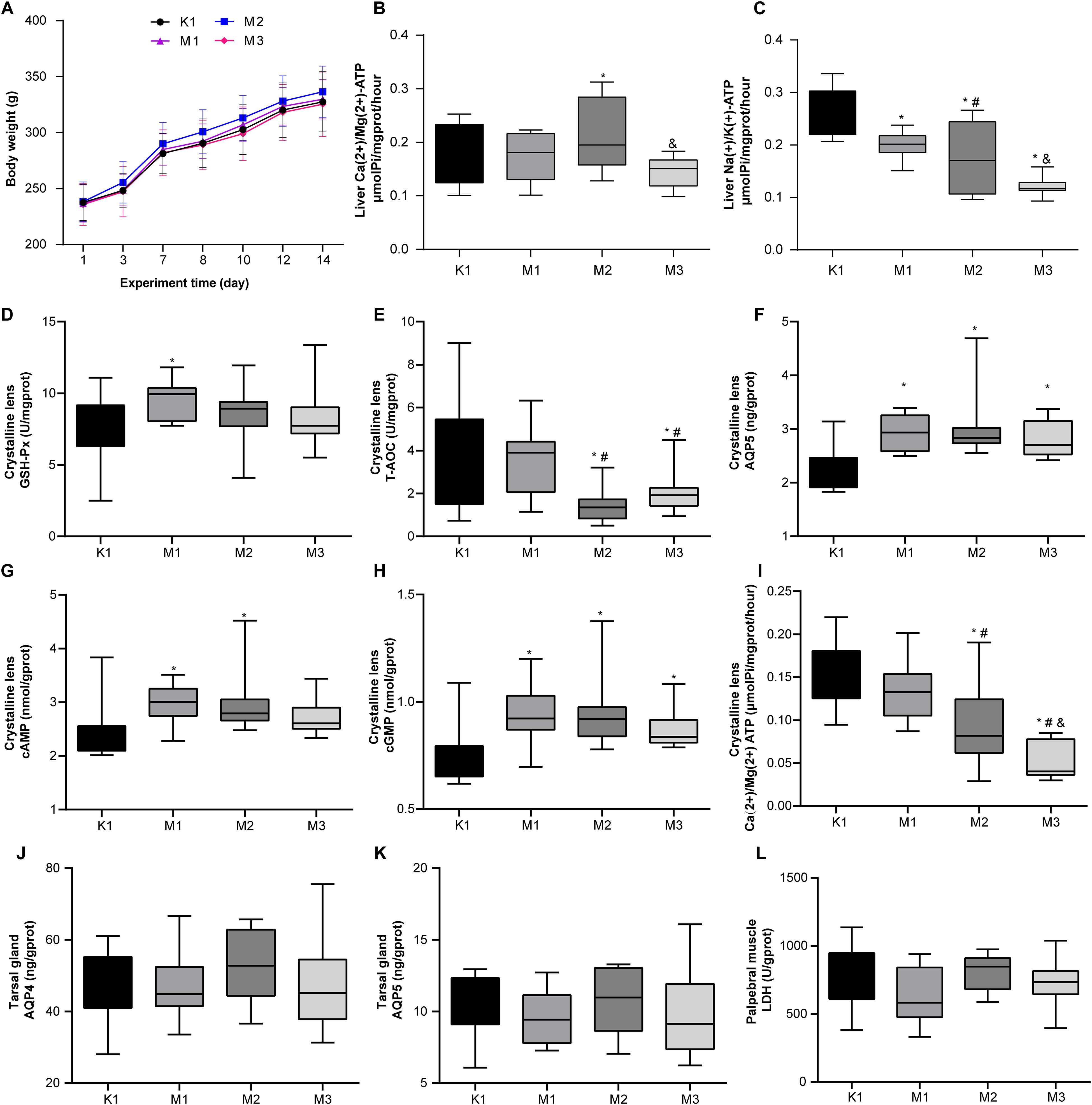 Line and box plot graphs showcasing various physiological measurements over time, comparing groups K1, M1, M2, and M3. Graphs A to L display metrics like body weight, enzyme activities, and biochemical levels, indicating statistical differences with symbols such as asterisks and hashtags for specific comparisons within groups.