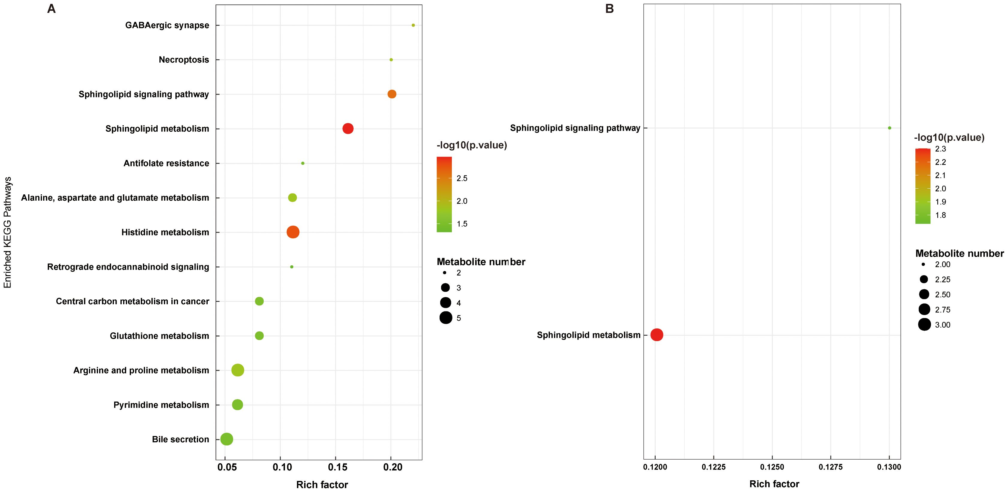 Scatter plots labeled A and B show enriched KEGG pathways against rich factors. Points vary in size based on metabolite numbers and color based on -log10(p.value). A highlights pathways like sphingolipid signaling and metabolism. B focuses on sphingolipid metabolism. The color scale ranges from green to red, indicating significance levels.