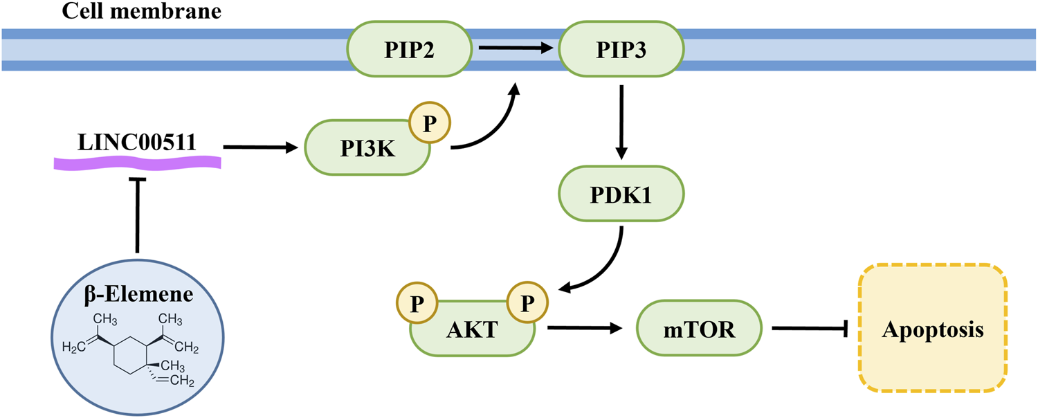 Schematic diagram illustrating the proposed mechanism by which β-elemene inhibits cisplatin resistance in lung cancer cells. The model shows β-elemene downregulating the long non-coding RNA LINC00511, leading to the inhibition of the PI3K/AKT/mTOR signaling pathway and ultimately promoting cancer cell apoptosis.