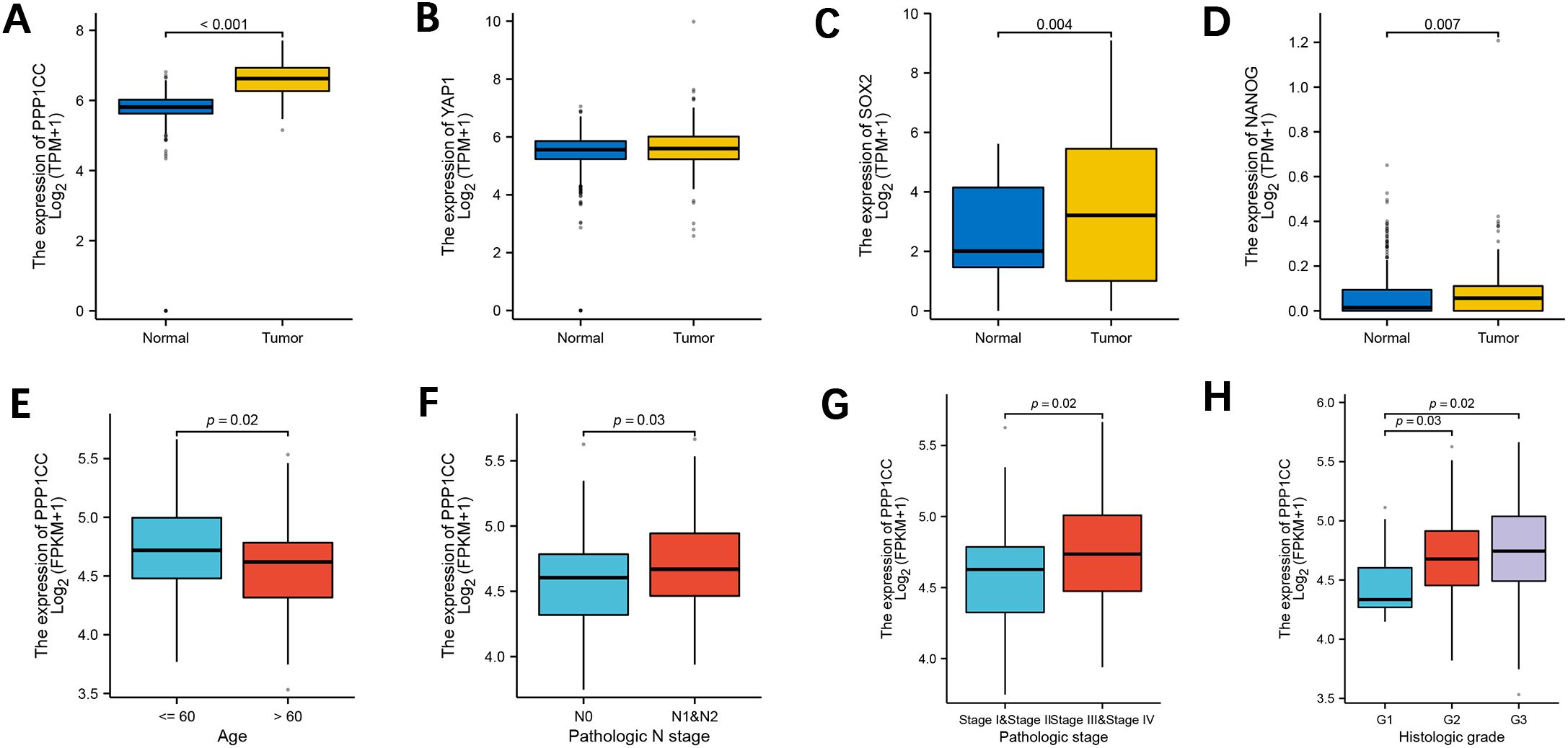 Boxplots A to D show gene expression differences between normal and tumor tissues for PPP1CC, YAP1, SOX2, and NANOG, with noticeable changes in PPP1CC and SOX2. Boxplots E to H display PPP1CC expression variations by age, pathologic stage, and histologic grade, indicating significant differences by age and grade.
