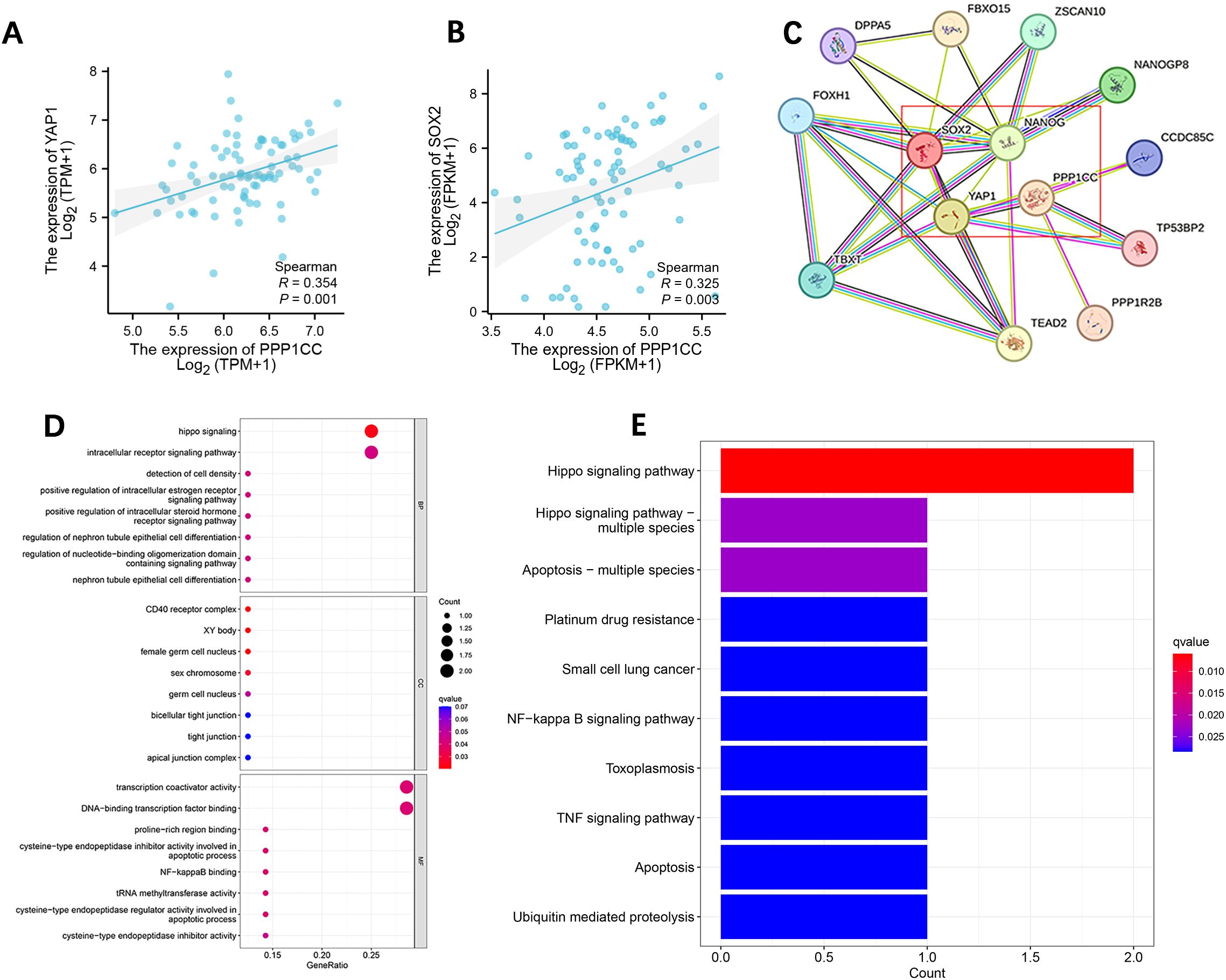 Graphs show correlations and pathway analyses related to gene expressions. Panel A: Scatter plot of YAP1 and PPP1CC expressions with a significant positive correlation. Panel B: Scatter plot of SOX2 and PPP1CC expressions with a significant positive correlation. Panel C: Network diagram of gene interactions involving SOX2, NANGO, YAP1, and others. Panel D: Dot plot of gene enrichment analysis revealing various cellular processes with dot size indicating count and color indicating q-value. Panel E: Bar graph highlighting pathways, with significant emphasis on Hippo signaling.