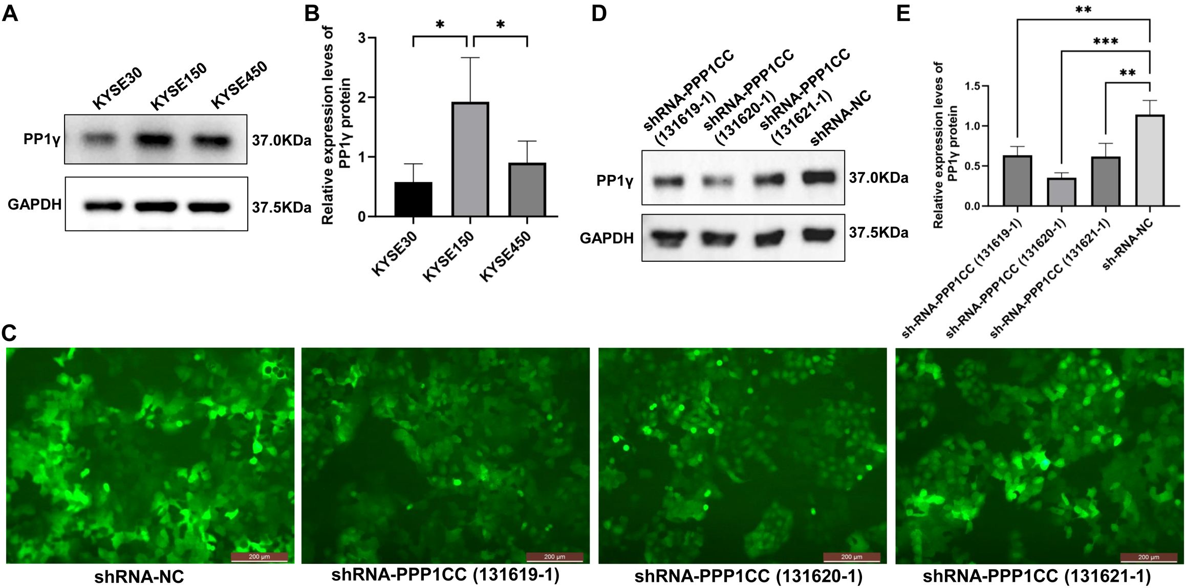 Western blot and fluorescent microscopy analysis of PP1γ protein expression. Panel A shows western blot bands for PP1γ and GAPDH across KYSE30, KYSE150, and KYSE450 cell lines. Panel B presents a bar graph with relative expression levels of PP1γ protein, indicating statistical significance with asterisks. Panel C contains fluorescent microscopy images of cells treated with shRNA-NC and shRNA-PPP1CC, exhibiting green fluorescence. Panel D illustrates western blot bands for PP1γ and GAPDH in cells treated with shRNA-PPP1CC variants and shRNA-NC. Panel E shows a bar graph of relative expression levels with statistical significance marked by asterisks.