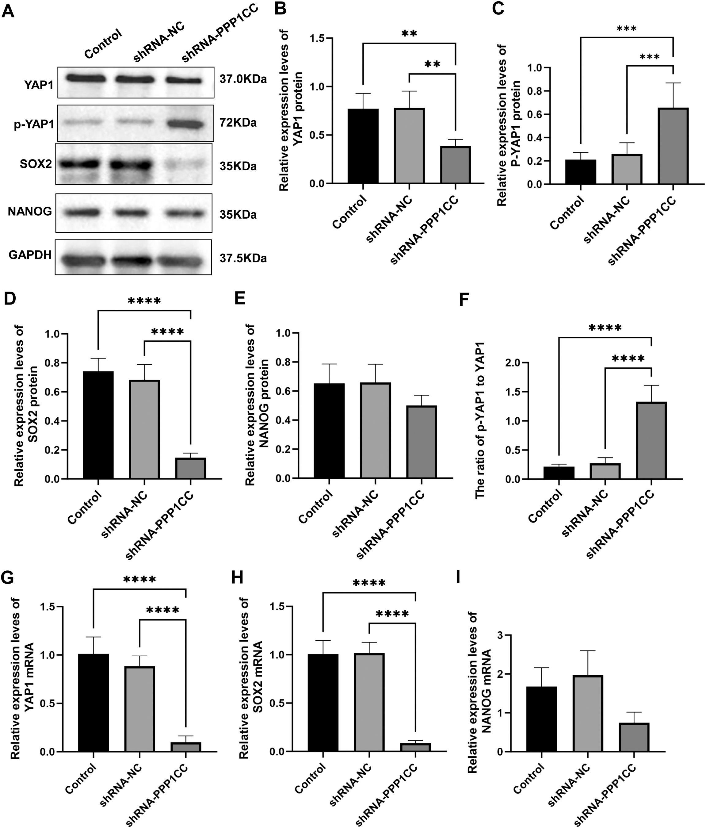 Western blot analysis and bar graphs showing the expression levels of YAP1, p-YAP1, SOX2, NANOG, and GAPDH proteins under different conditions: Control, shRNA-NC, and shRNA-PPP1CC. Graphs B, C, D, E, F, G, H, and I display relative expression levels of these proteins and mRNAs, with statistical significance indicated by asterisks: ** for p<0.01, *** for p<0.001, and **** for p<0.0001. Each bar represents the mean ± standard deviation.