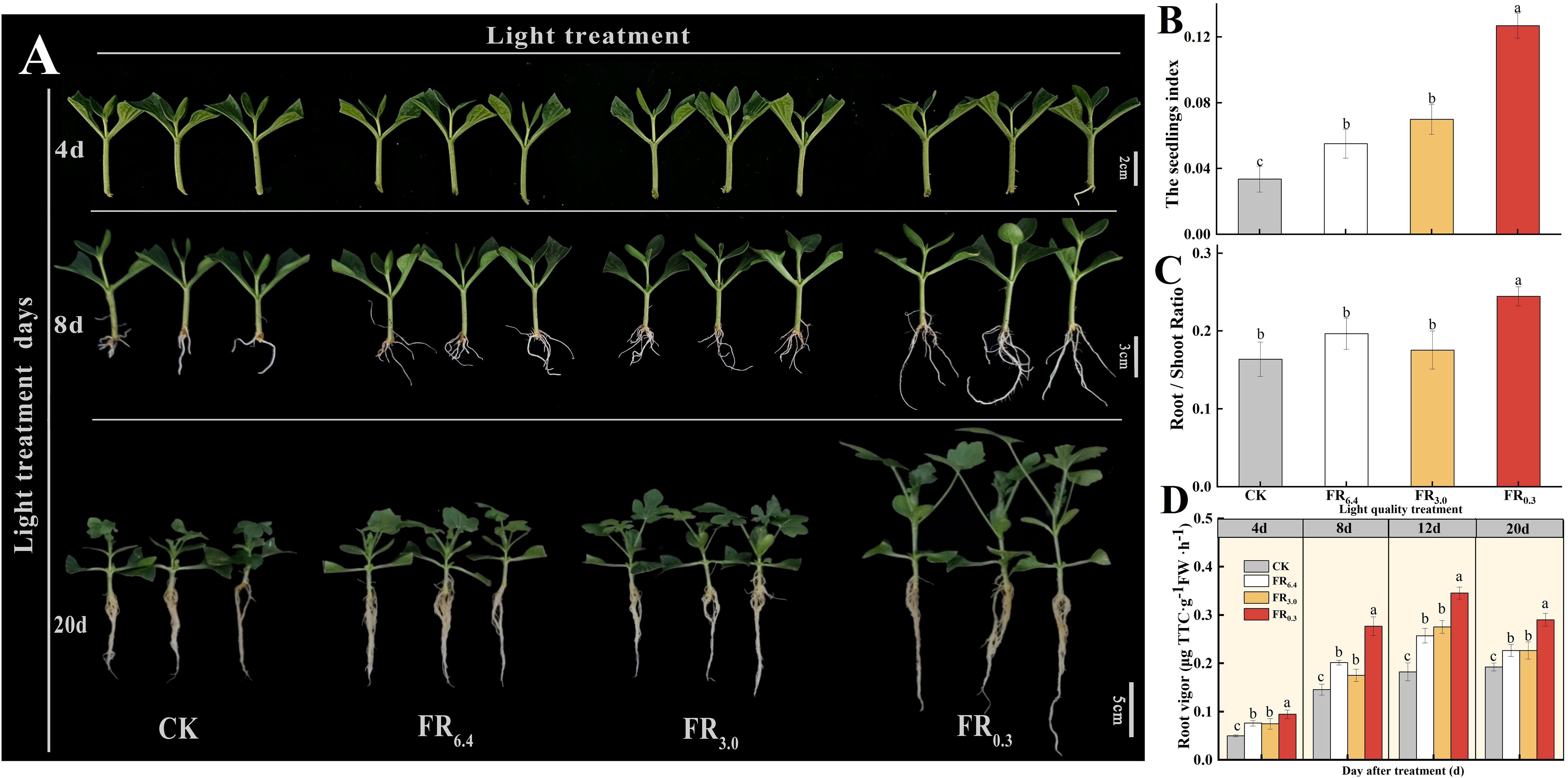 Growth comparison of seedlings under different light treatments over 4, 8, and 20 days in panel A. Panel B shows a bar graph of the seedling index, with higher values in the red-shaded light treatment. Panel C displays root-to-shoot ratio data, indicating an increase in the same treatment. Panel D illustrates root vigor over several days, highlighting increased growth under red light treatments over time.