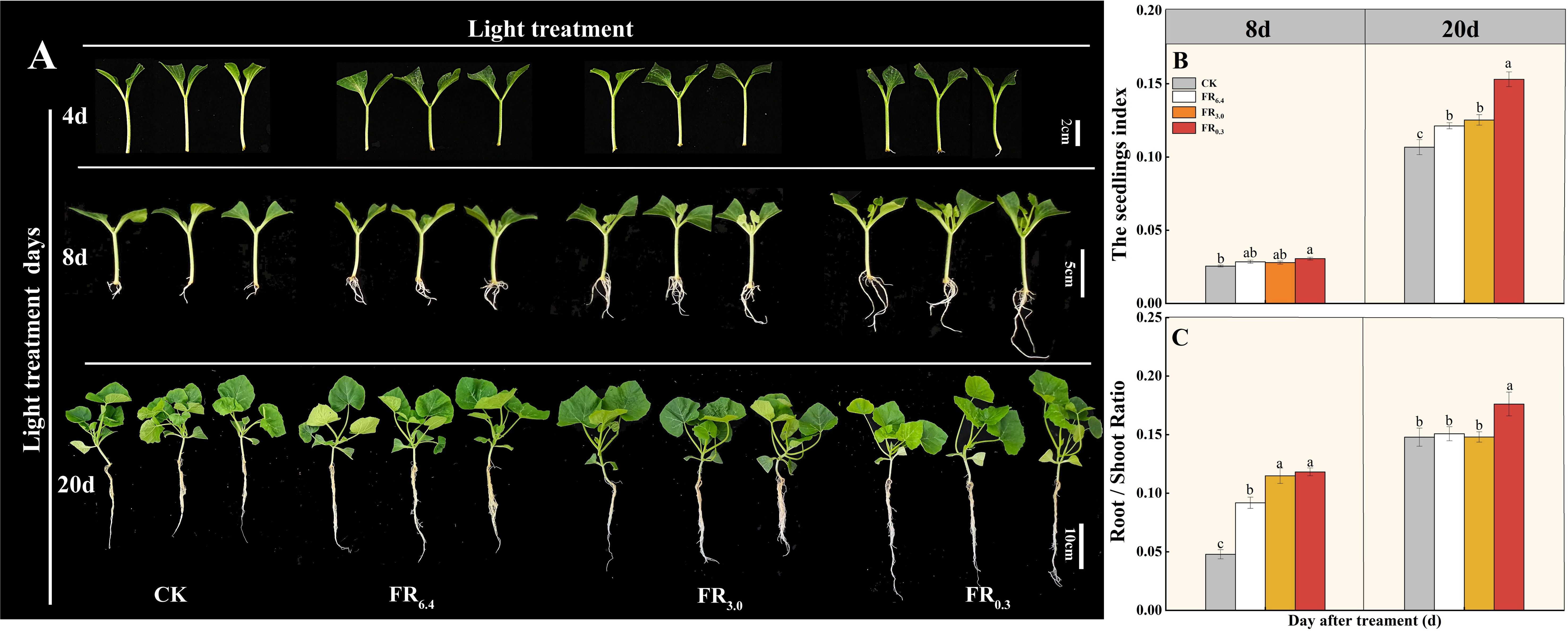 Seedlings at different growth stages (four, eight, and twenty days) under various light treatments (CK, FR\(_{6.4}\), FR\(_{3.0}\), and FR\(_{0.3}\)) are shown. Two bar graphs, labeled B and C, display seedling index and root/shoot ratio data for eight and twenty days, respectively. The bars indicate variations in growth metrics under different light treatments.