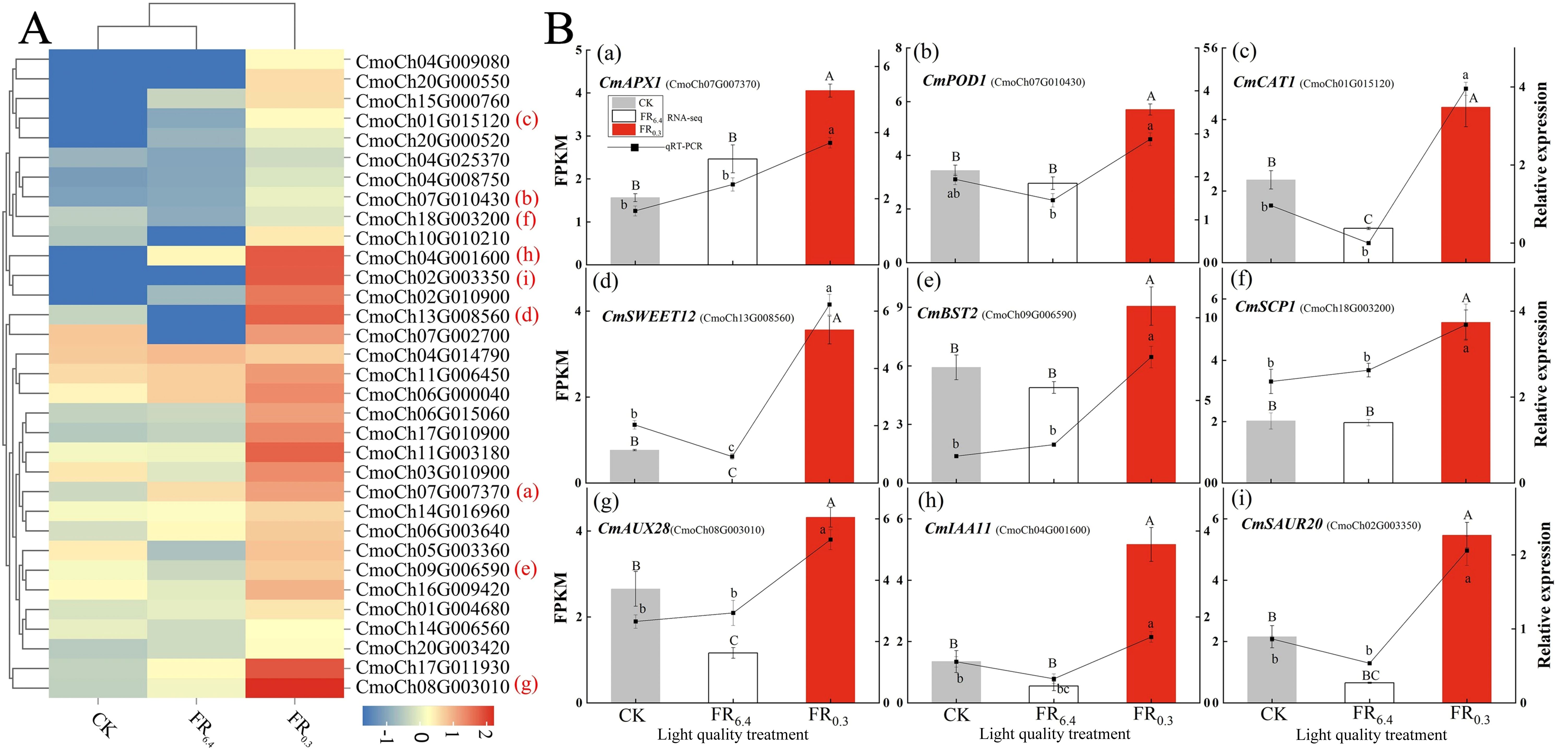 Panel A shows a heatmap representing gene expression levels for various genes, with colors ranging from blue (low expression) to red (high expression). CK, FR6.4, and FR0.3 are conditions. Panel B contains nine bar graphs labeled (a) to (i), each displaying relative expression levels of specific genes (CmAPX1, CmPOD1, etc.) under the same conditions. Each graph shows RNA-seq and qRT-PCR data with varying expression levels, indicated with letters A, B, a, b, etc., representing statistical significance.