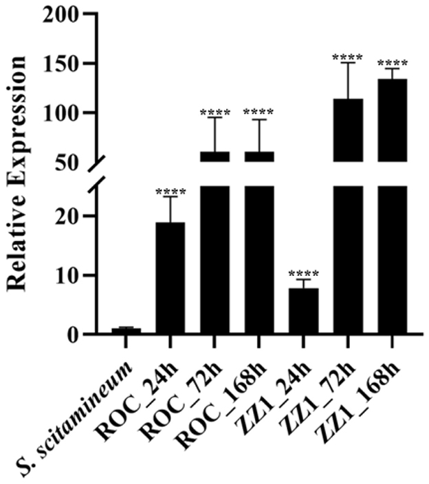 Bar graph showing relative expression levels of a gene at different times for two conditions: ROC and ZZ1, measured at 24, 72, and 168 hours. The expression levels are significantly higher at 24 hours for both ROC and ZZ1 compared to the initial S. scitamineum. Error bars indicate variability, with asterisks denoting statistical significance.