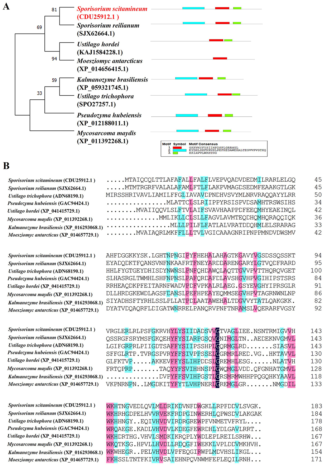 Section A shows a phylogenetic tree with species like Sporisorium scitamineum and Ustilago hordei, alongside color-coded motifs. Section B displays a multiple sequence alignment of these species with highlighted amino acids.